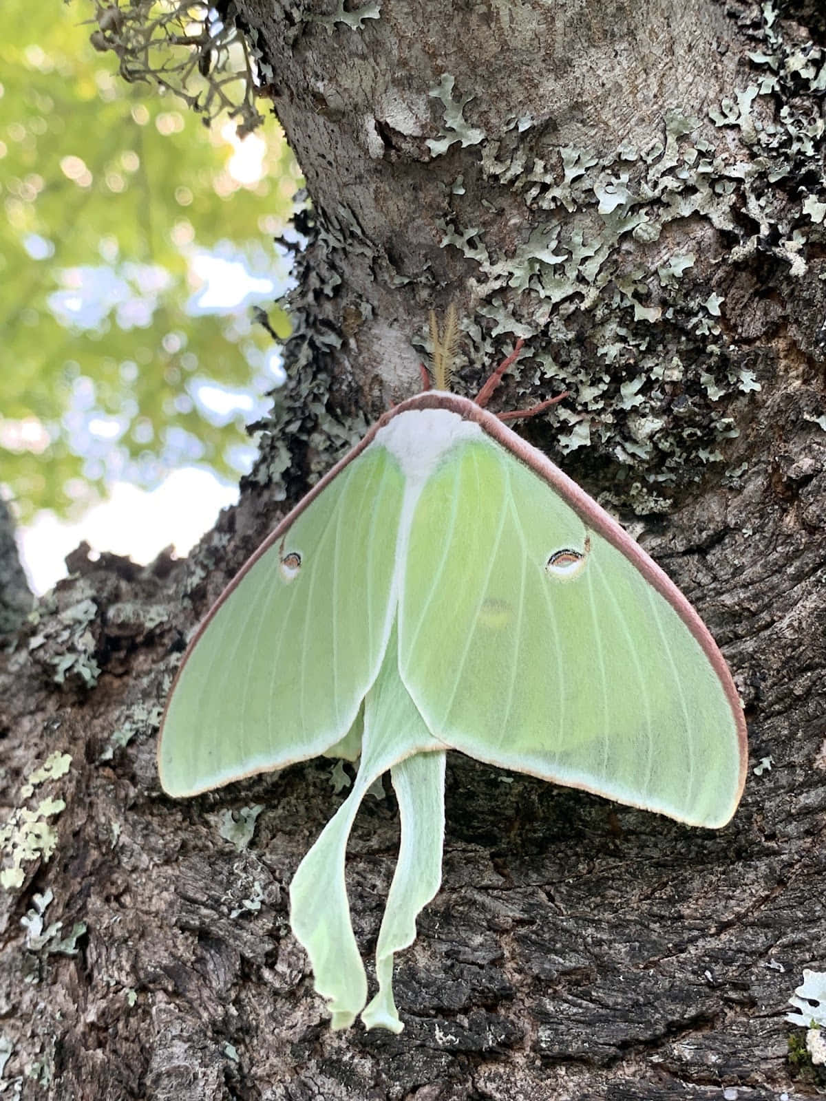 Luna Moth, tree trunk, mossy, HD Phone Wallpaper