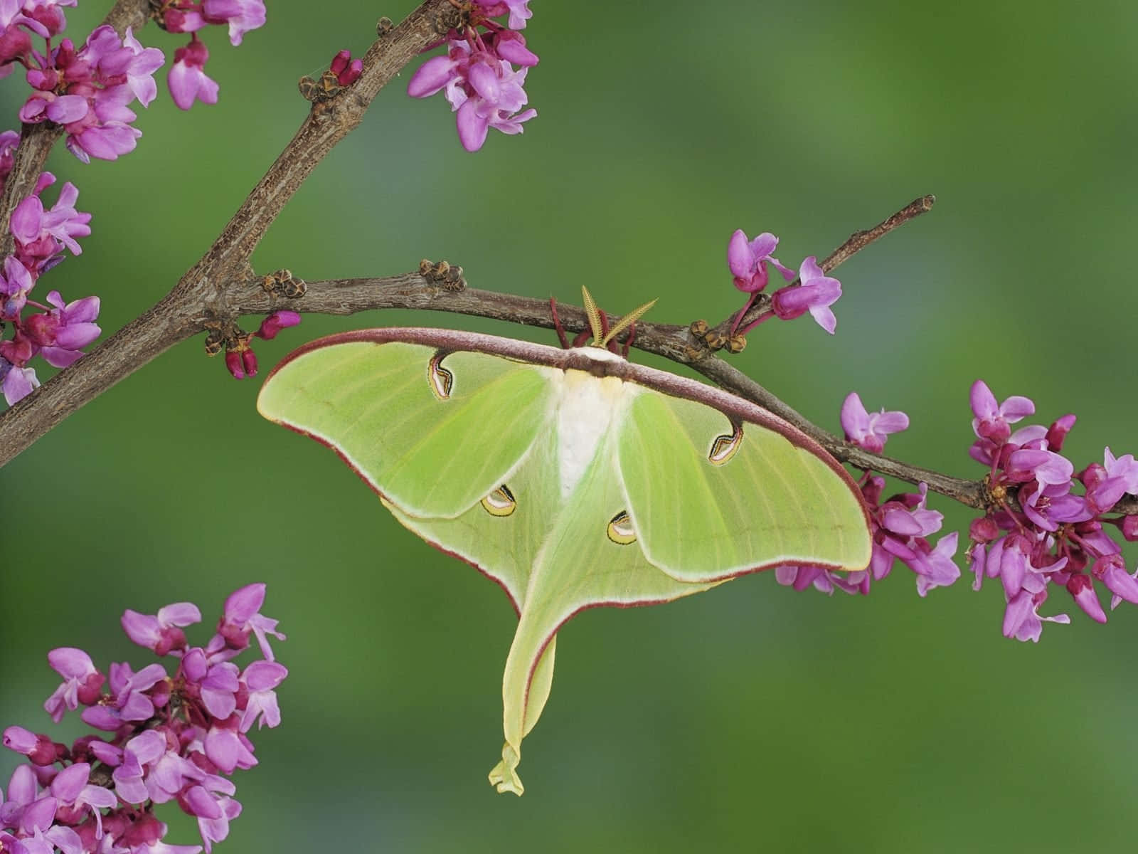 Luna Moth, pink blossoms, vibrant green, HD Desktop Wallpaper