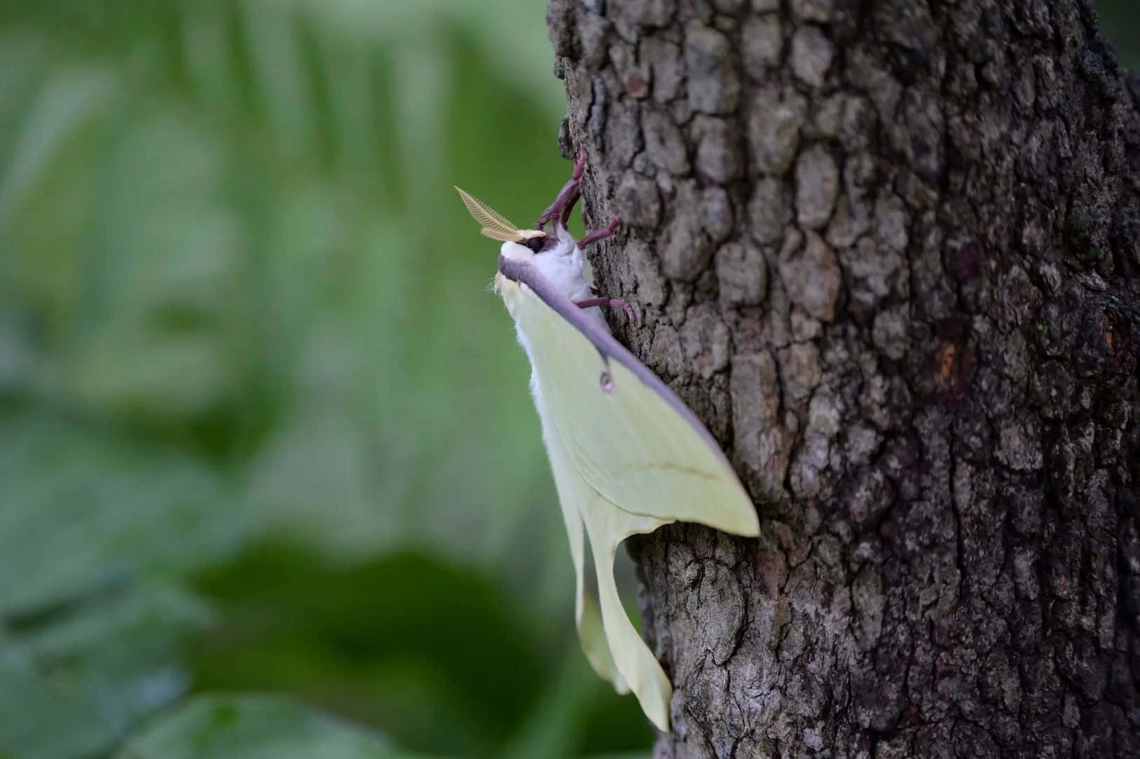 Luna Moth, tree trunk, rough textured, HD Desktop Wallpaper