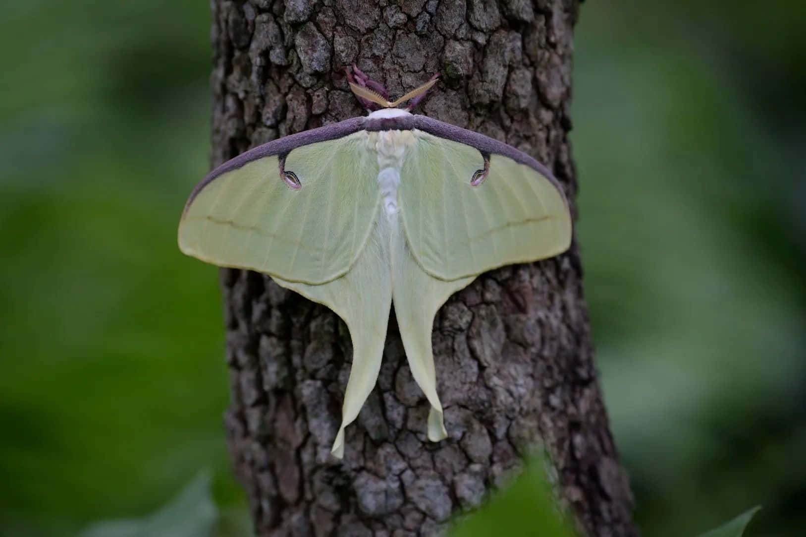 Luna Moth, tree trunk, pale green, HD Desktop Wallpaper