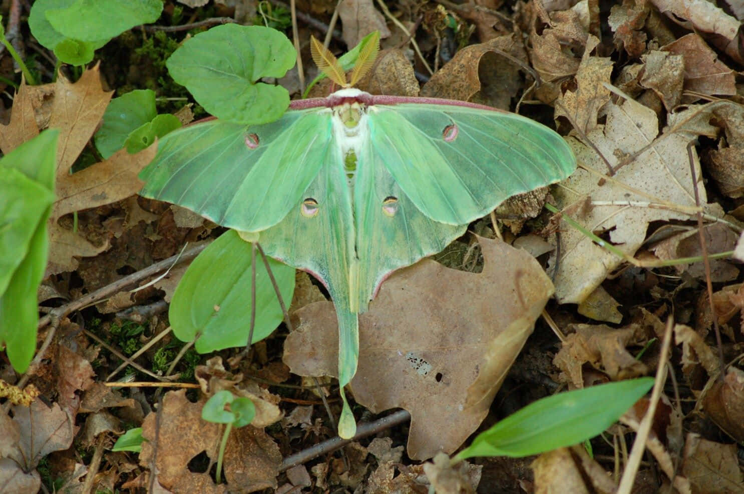 Luna Moth, green luna moth, forest floor leaves, HD Desktop Wallpaper