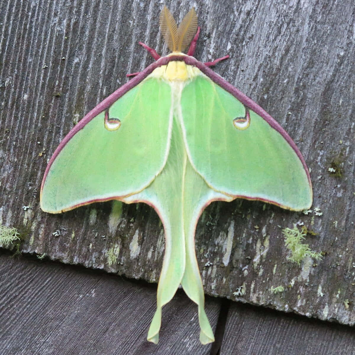 Luna Moth, wooden planks, moss, SD Phone Wallpaper