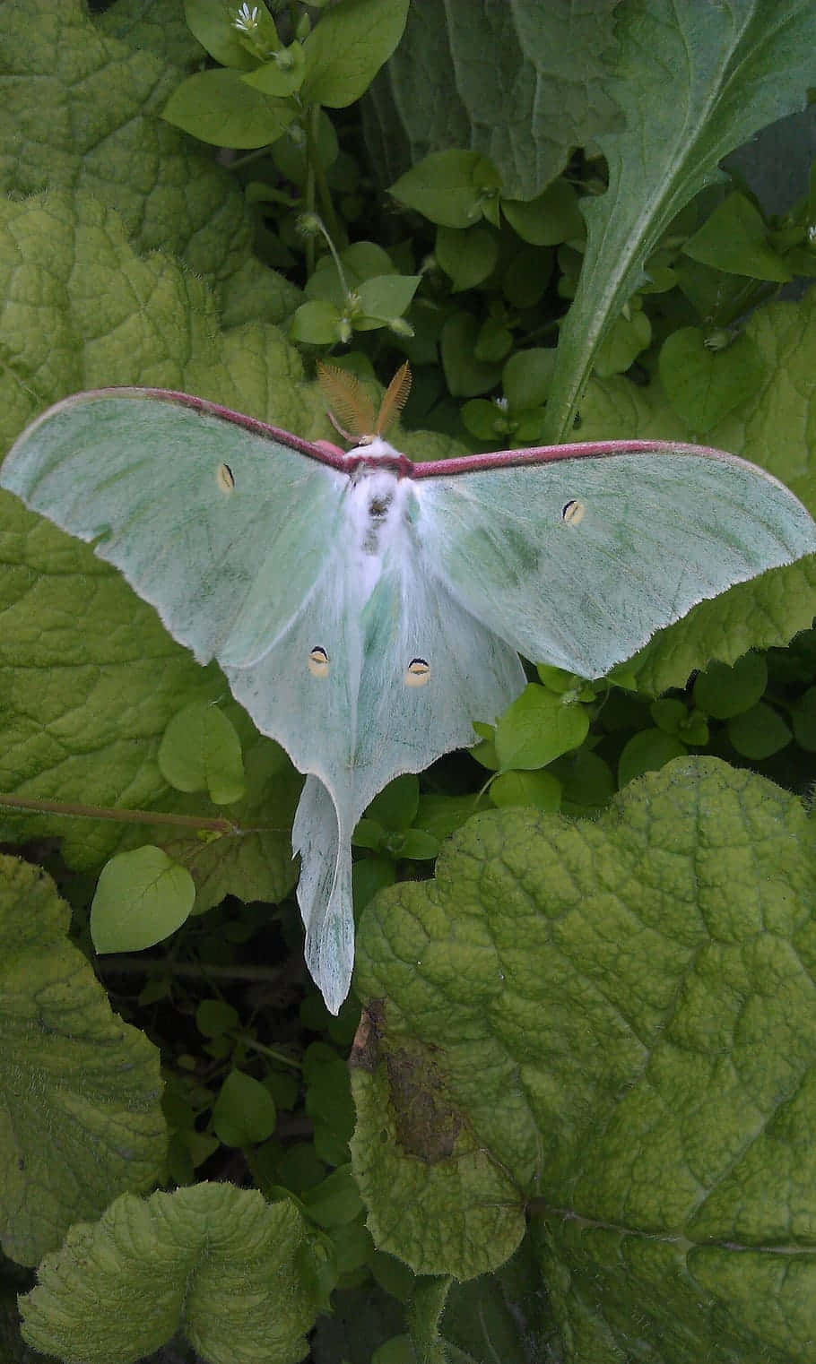 Luna Moth, green leaves, garden, HD Phone Wallpaper