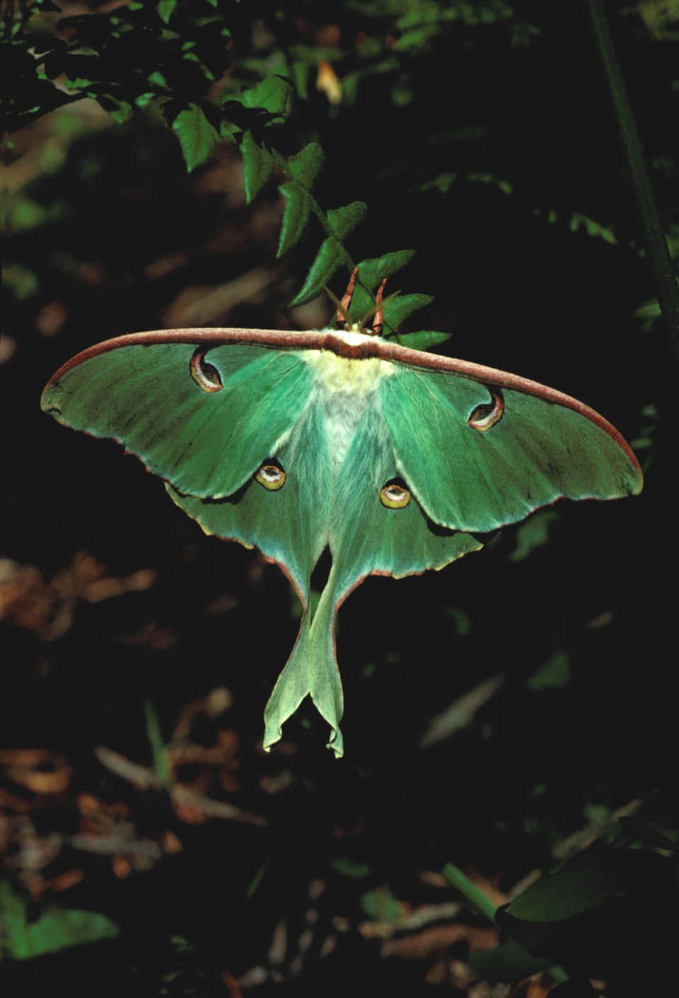 Luna Moth, green, eye spots, HD Phone Wallpaper