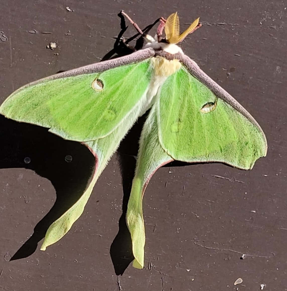 vibrant green luna moth, eye spots, feathery antennae, SD Phone Wallpaper