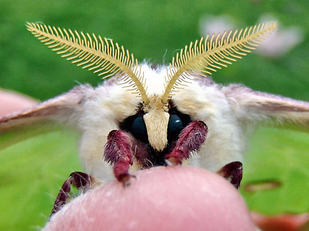 Luna Moth, fluffy white moth, feathery golden antennae, HD Desktop Wallpaper
