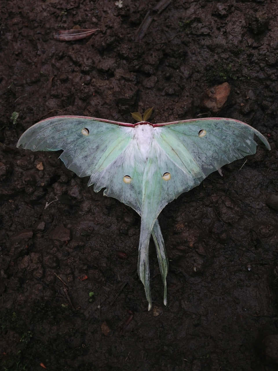 Luna Moth, green moon moth, white spots, HD Phone Wallpaper