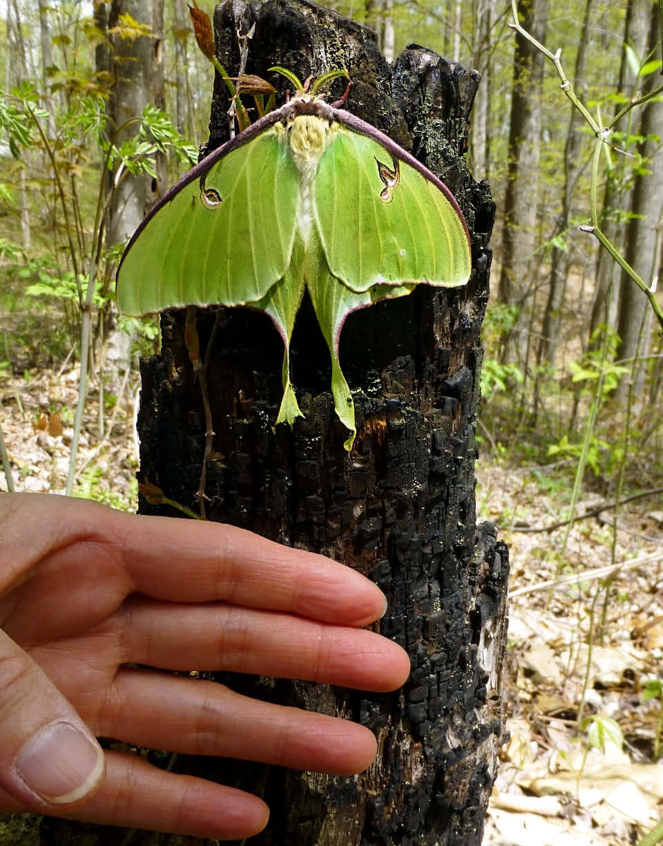 Luna Moth, burnt tree, charred tree stump, SD Phone Wallpaper
