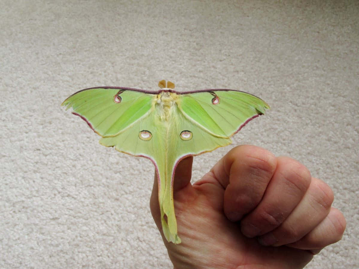 Luna Moth, green luna moth, eye spots, SD Desktop Wallpaper