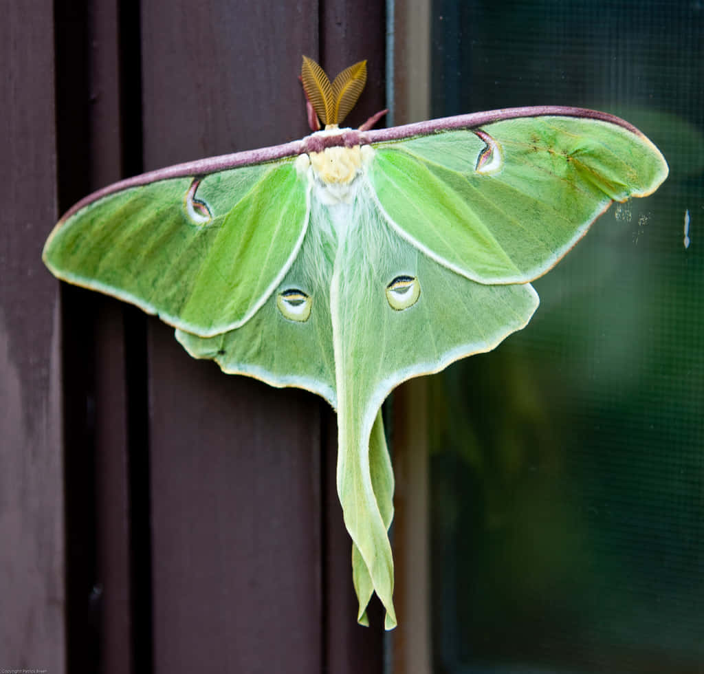 Luna Moth, green luna moth, eye spots, SD Desktop Wallpaper
