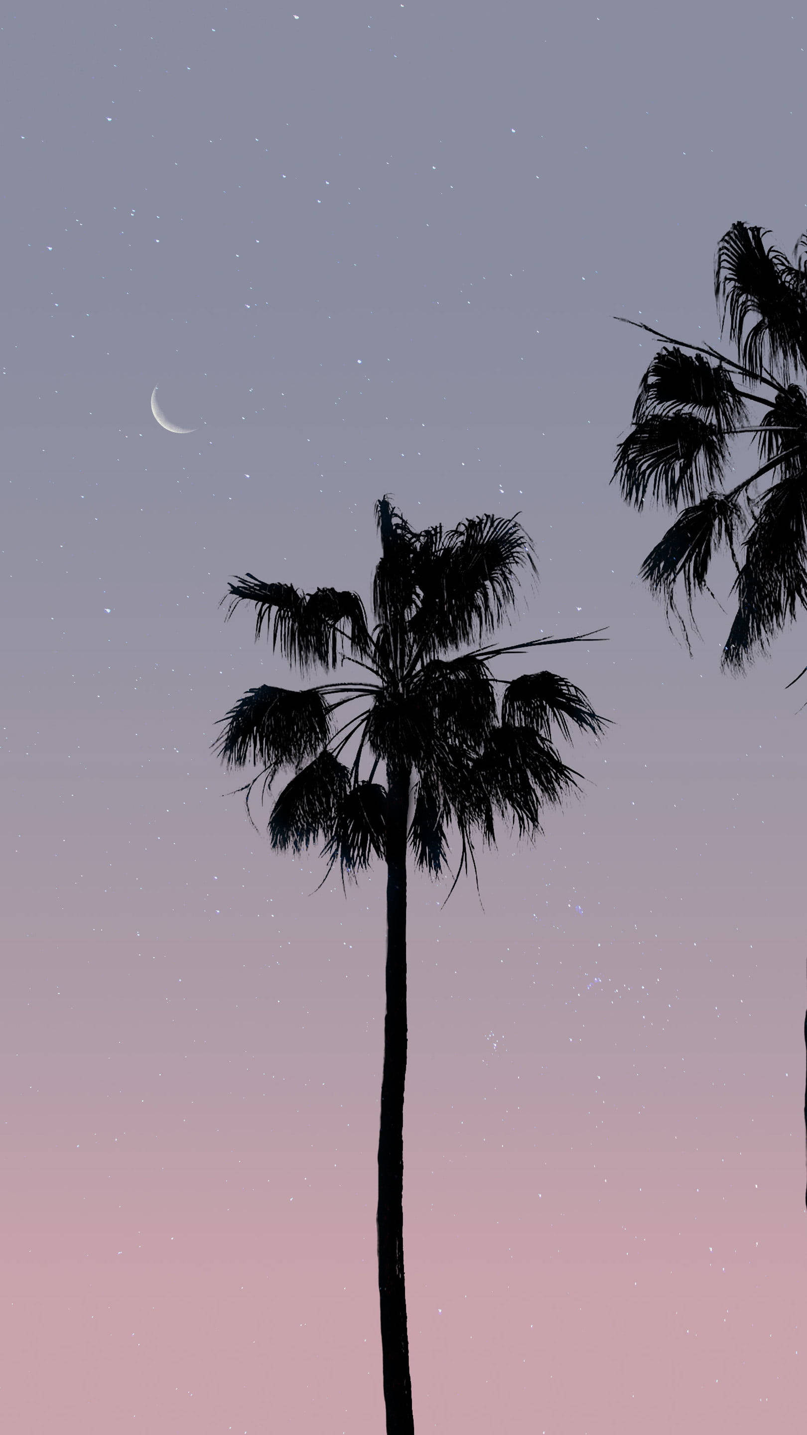 coconut tree, silhouette, twilight sky, 2K Phone Wallpaper