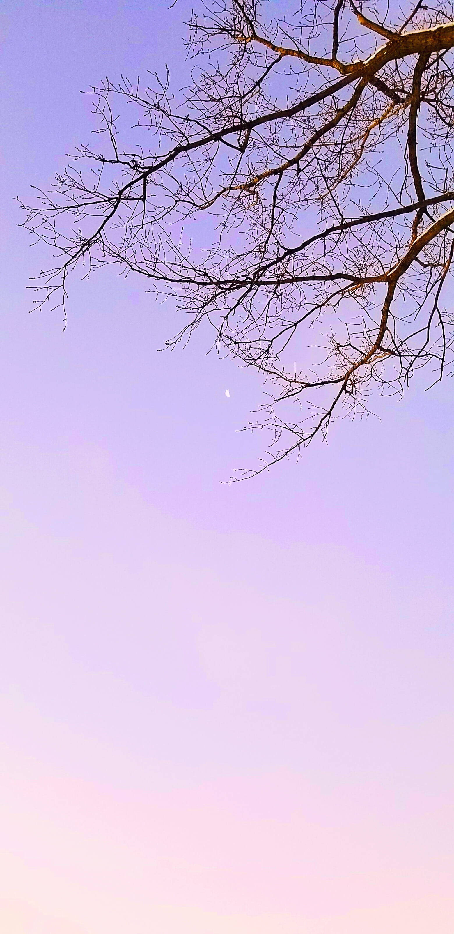 Luna, crescent moon, lavender, 2K Phone Wallpaper
