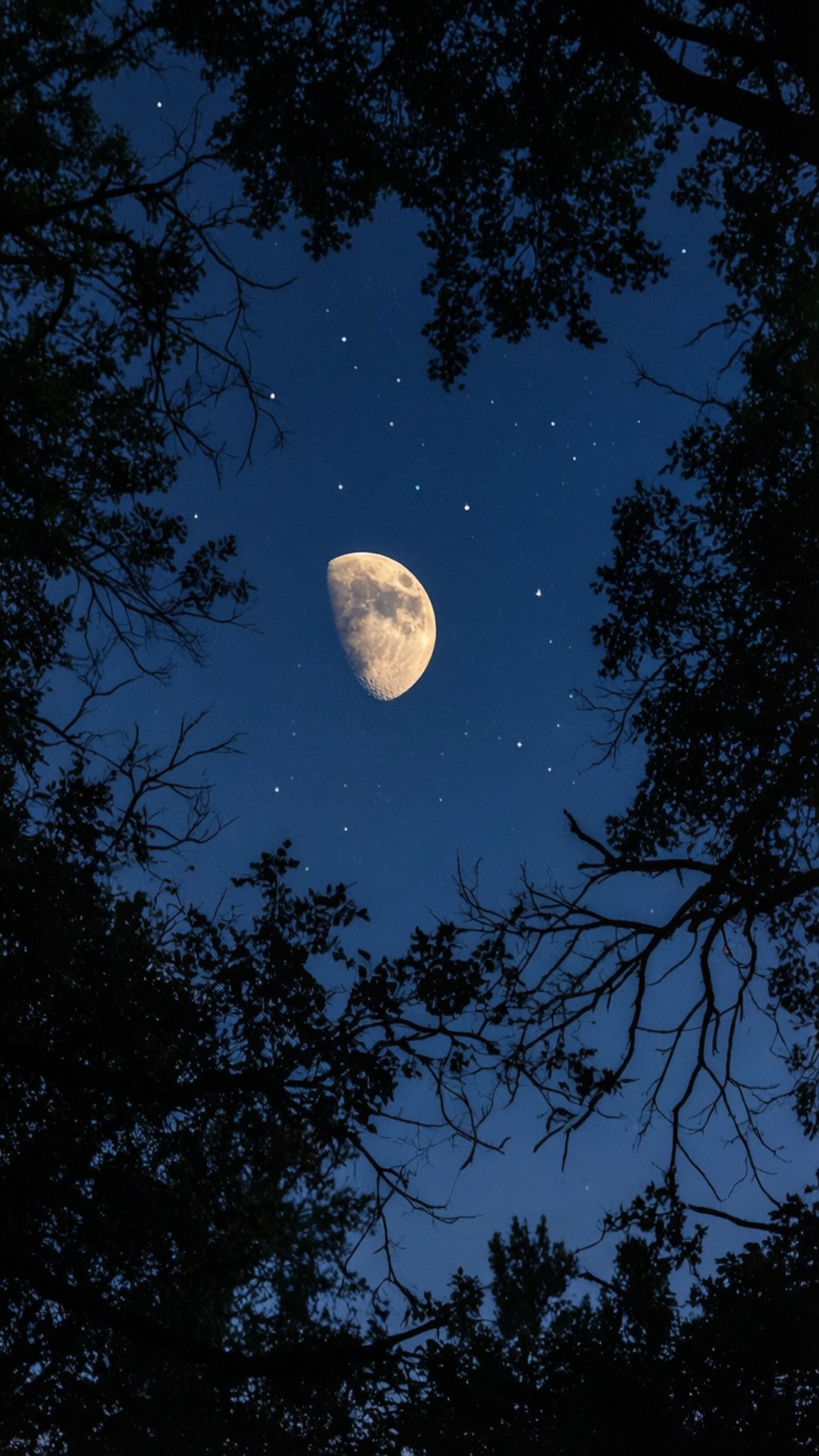 crescent moon, starry night sky, dark tree silhouettes, Full HD Phone Wallpaper