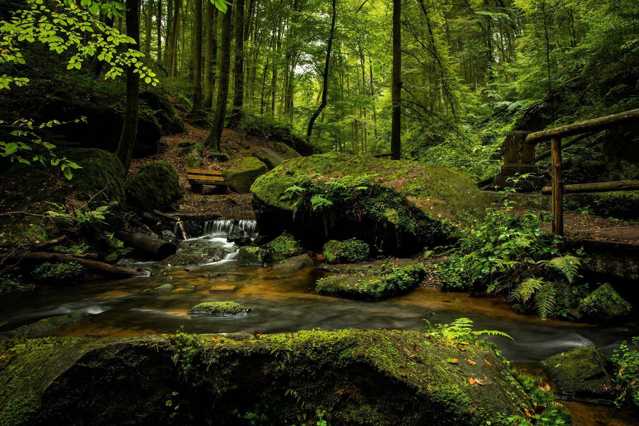lush forest stream, mossy rocks, wooden bridge, Full HD Desktop Wallpaper