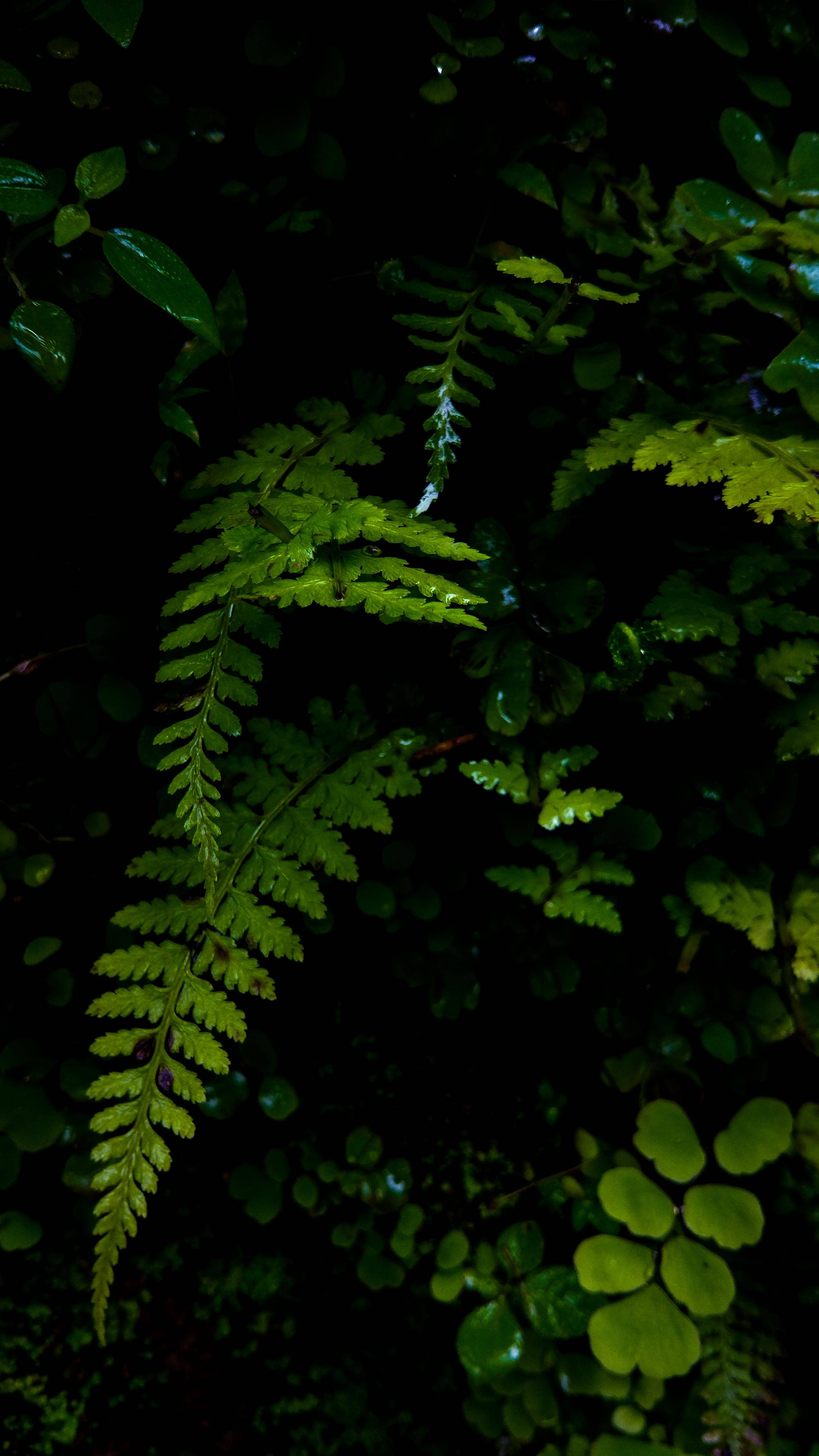 glowing fern frond, dew-kissed leaves, dense forest undergrowth, 4K Phone Wallpaper
