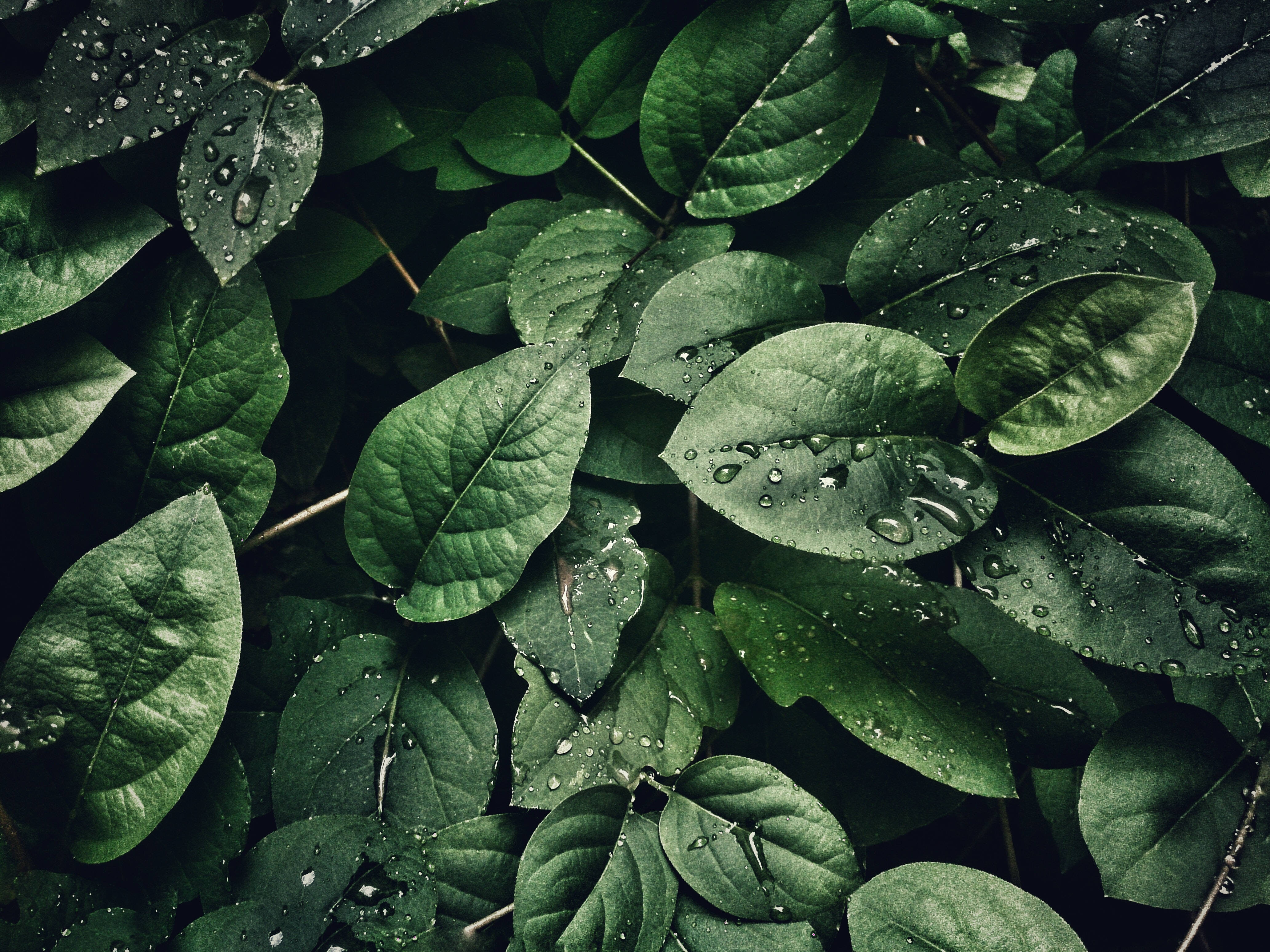 lush green leaves, raindrops, soft natural light, 4K Desktop Wallpaper