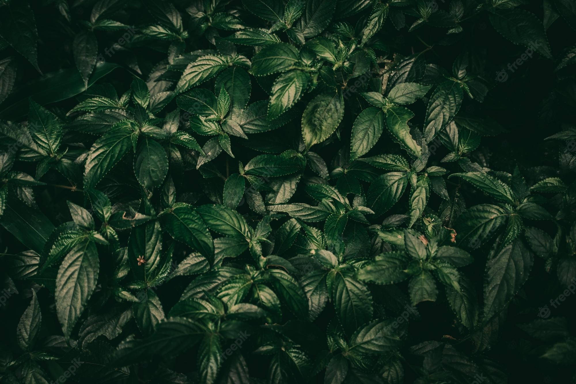 lush, dark green leaves, orange flowers, Full HD Desktop Wallpaper
