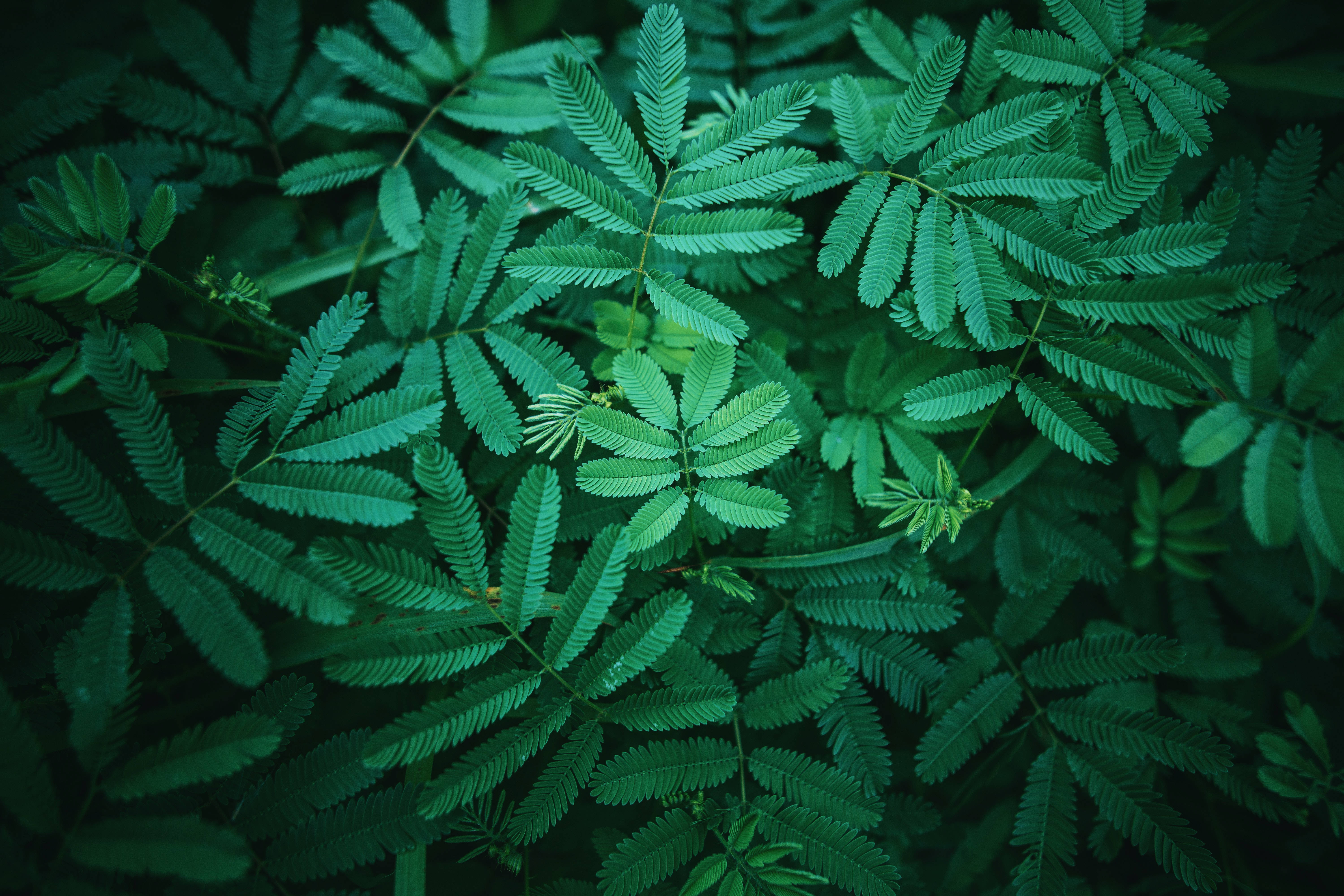 lush, ferns, feathered patterns, 5K Desktop Wallpaper