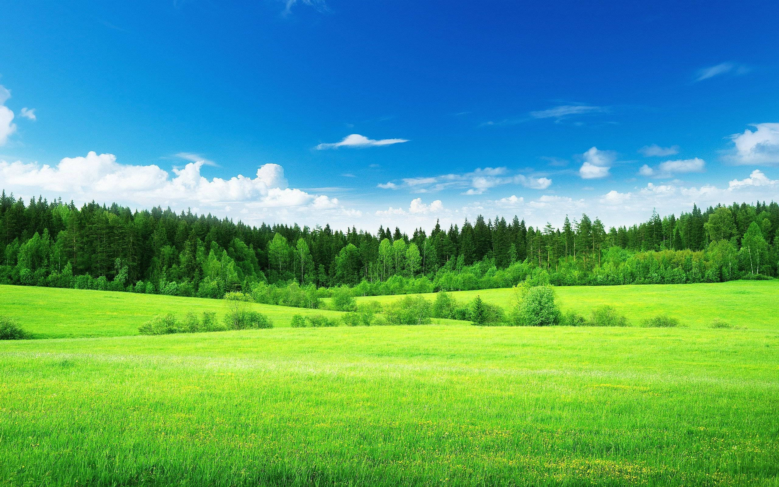 lush green landscape, emerald grassy field, dense forest, 2K Desktop Wallpaper