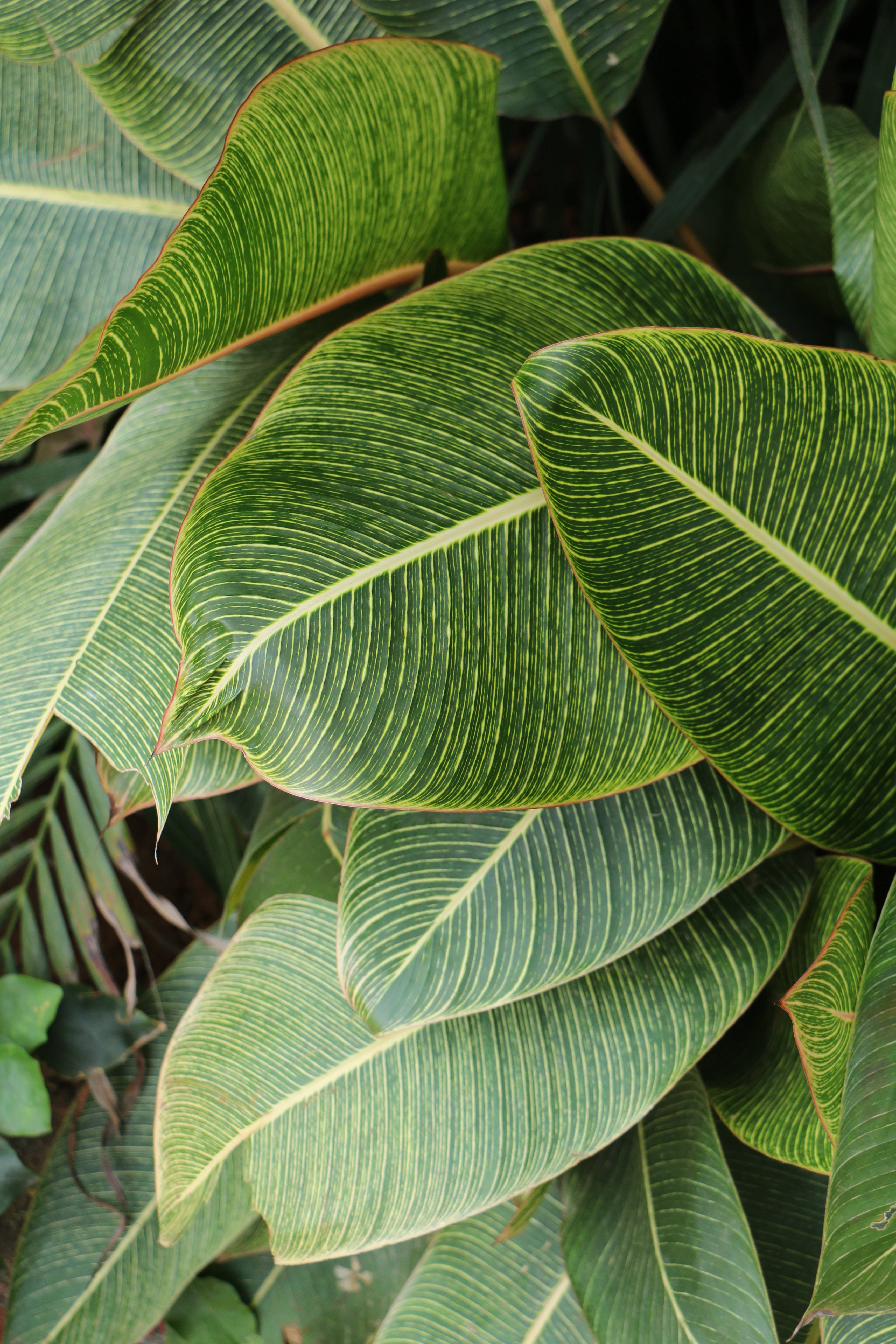 tropical leaves, vibrant green, yellow veins, 5K Phone Wallpaper