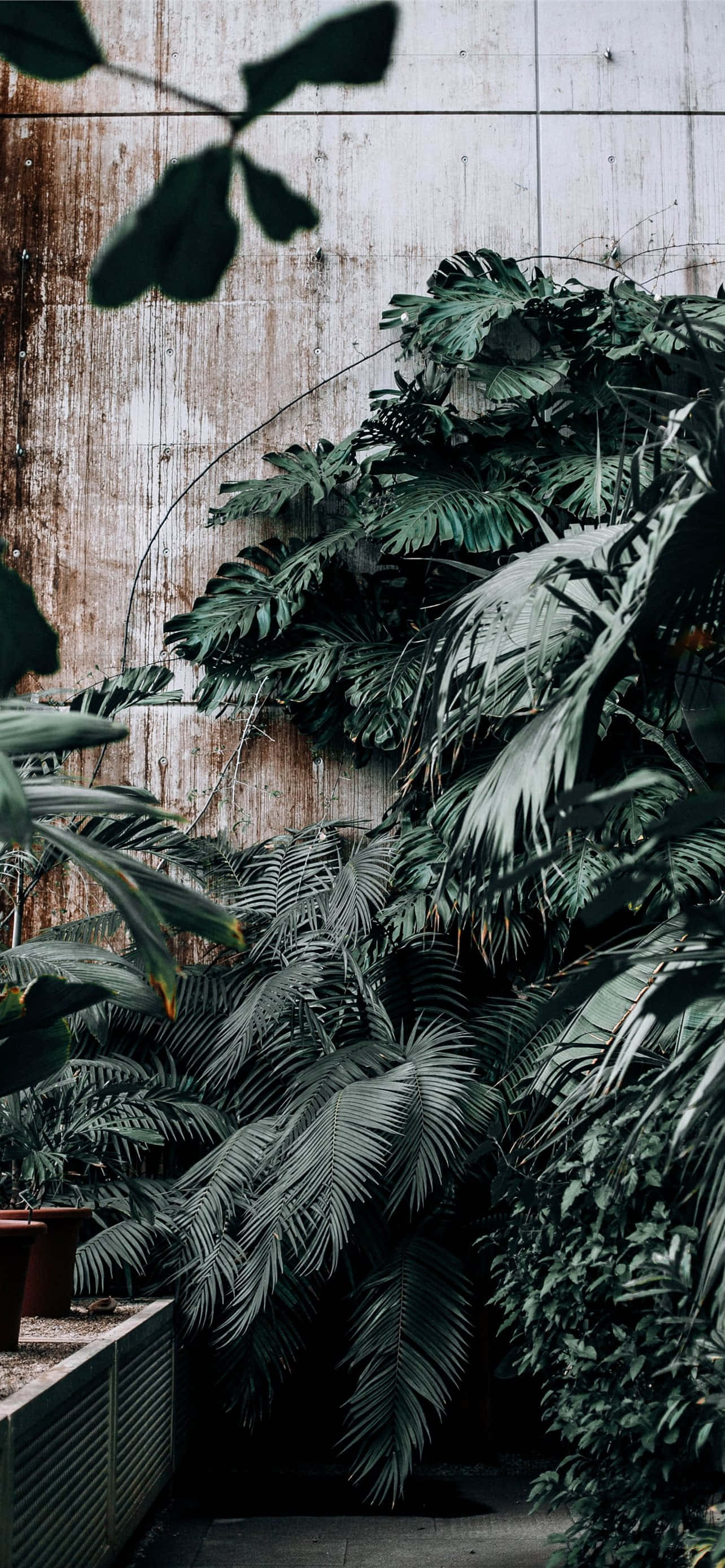 tropical foliage, weathered concrete wall, moody urban garden, 2K Phone Wallpaper