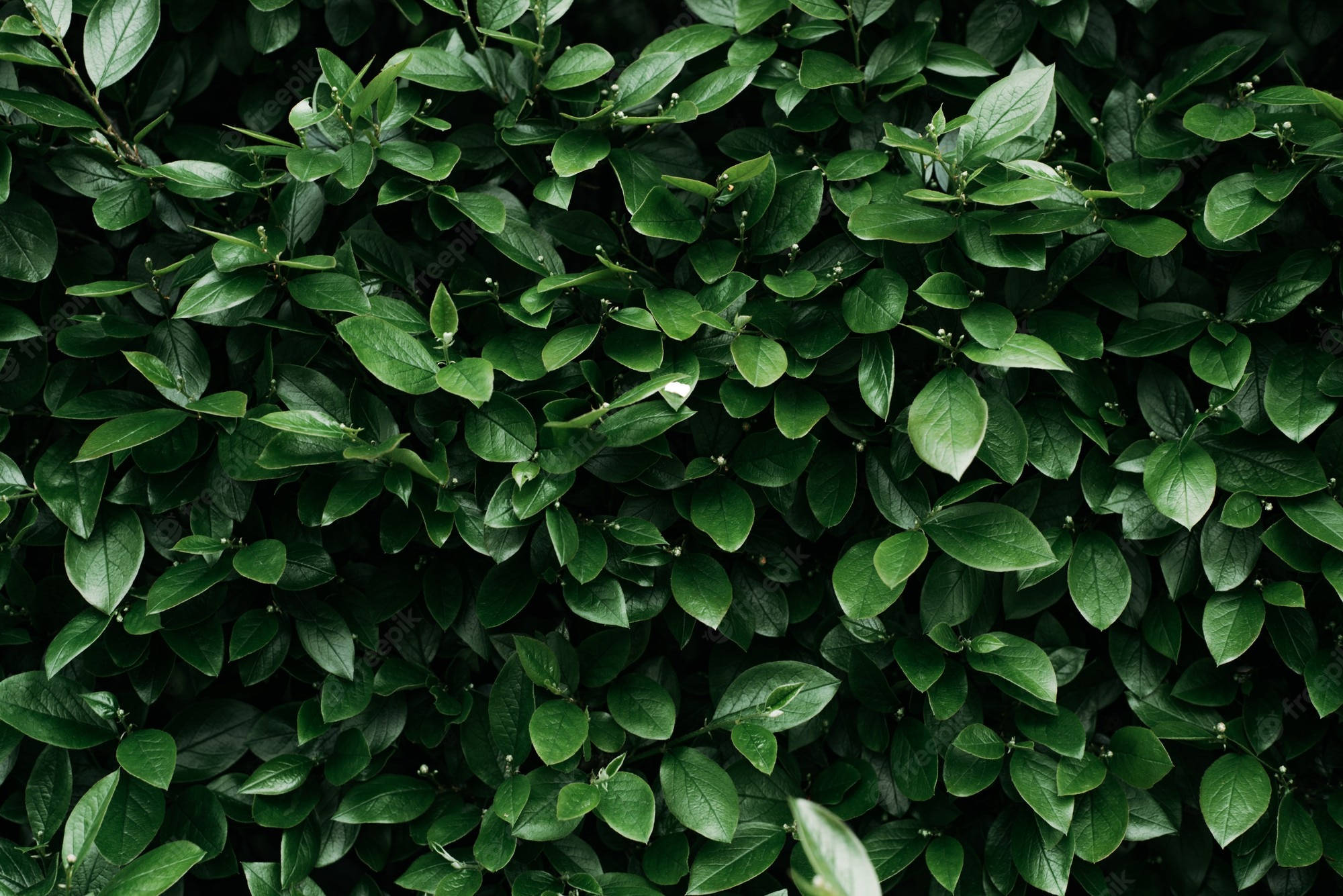 lush, green leaves, glossy green leaves, Full HD Desktop Wallpaper