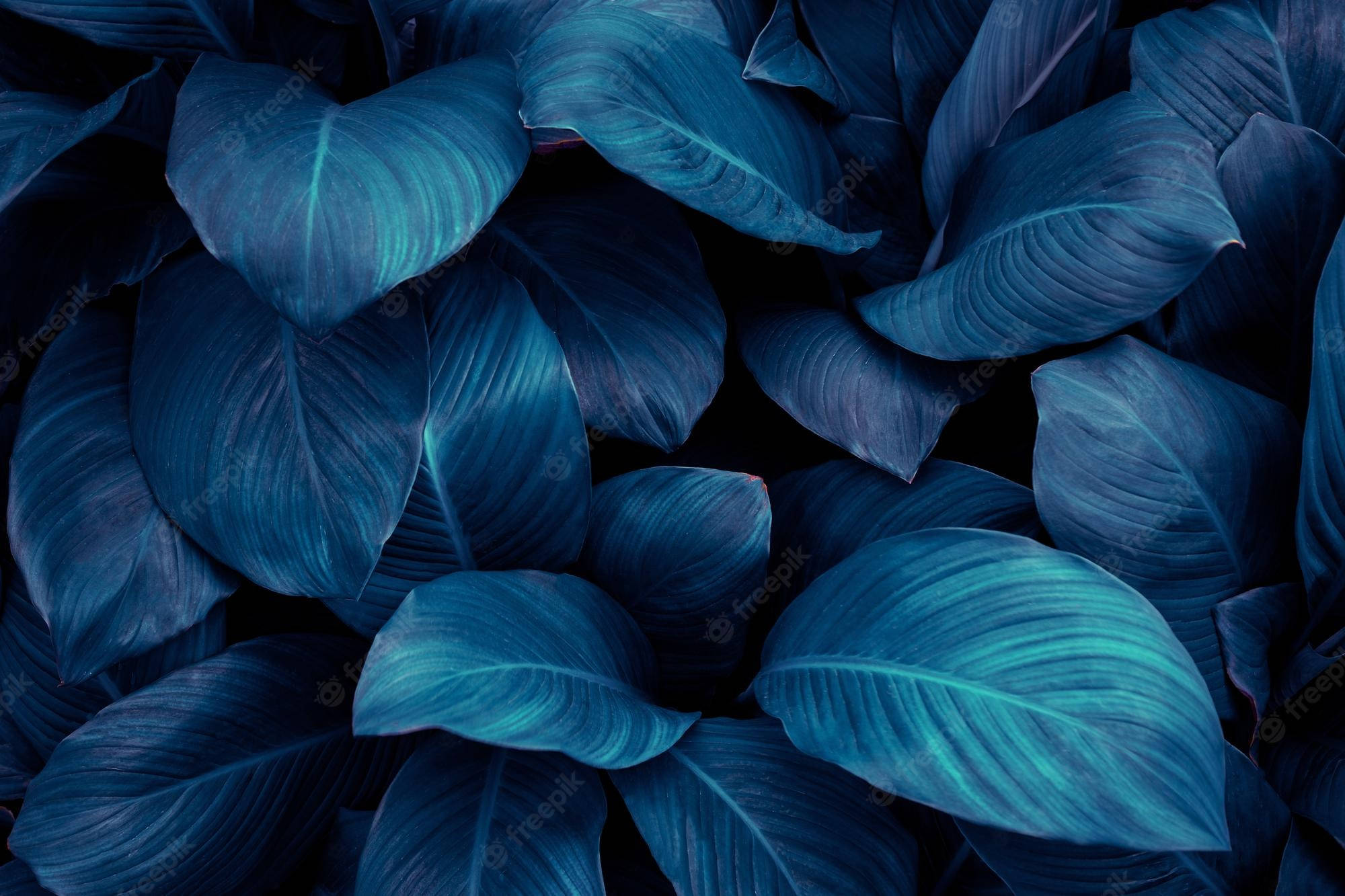 Lush, blue-green leaves, deep blue tropical leaves, Full HD Desktop Wallpaper