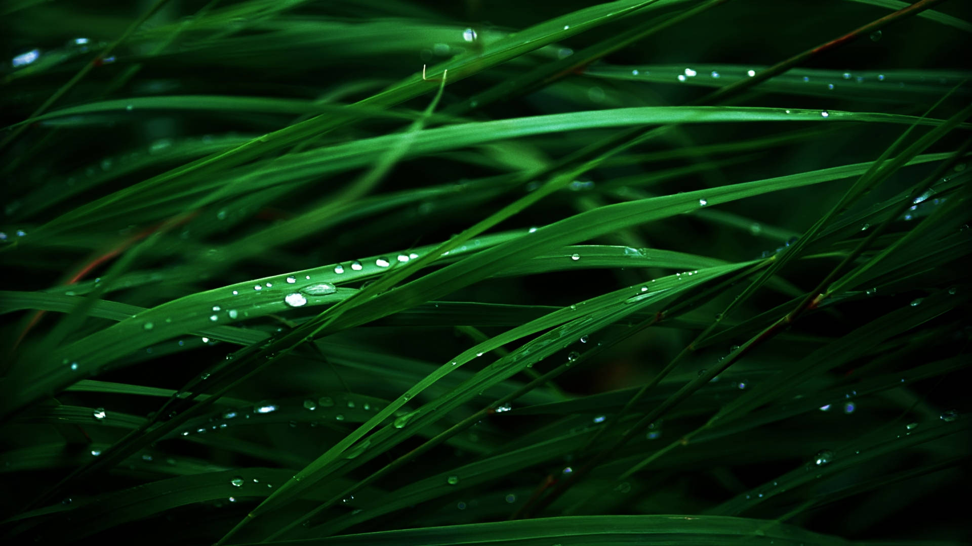 Lush, thin leaves, vibrant green, Full HD Desktop Wallpaper