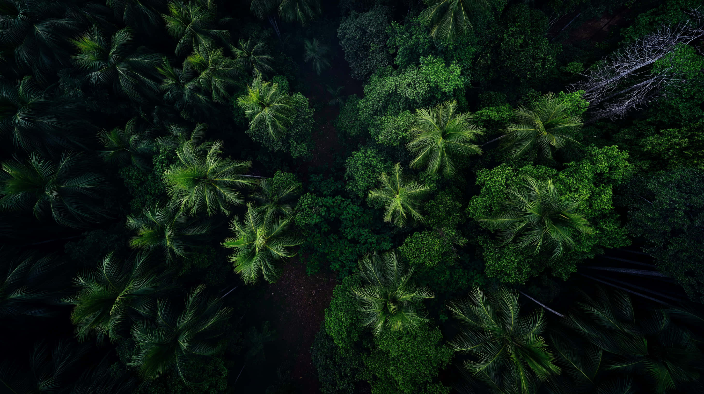 tropical rainforest, canopy, aerial perspective, 2K Desktop Wallpaper