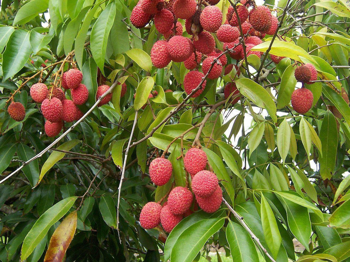 lychee, tropical fruits, ripe red lychees, SD Desktop Wallpaper