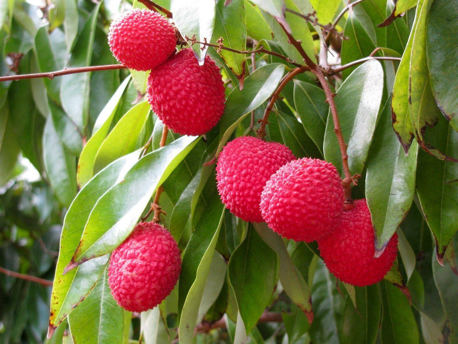 round pink lychee fruits, tree branch, glossy green leaves, HD Desktop Wallpaper