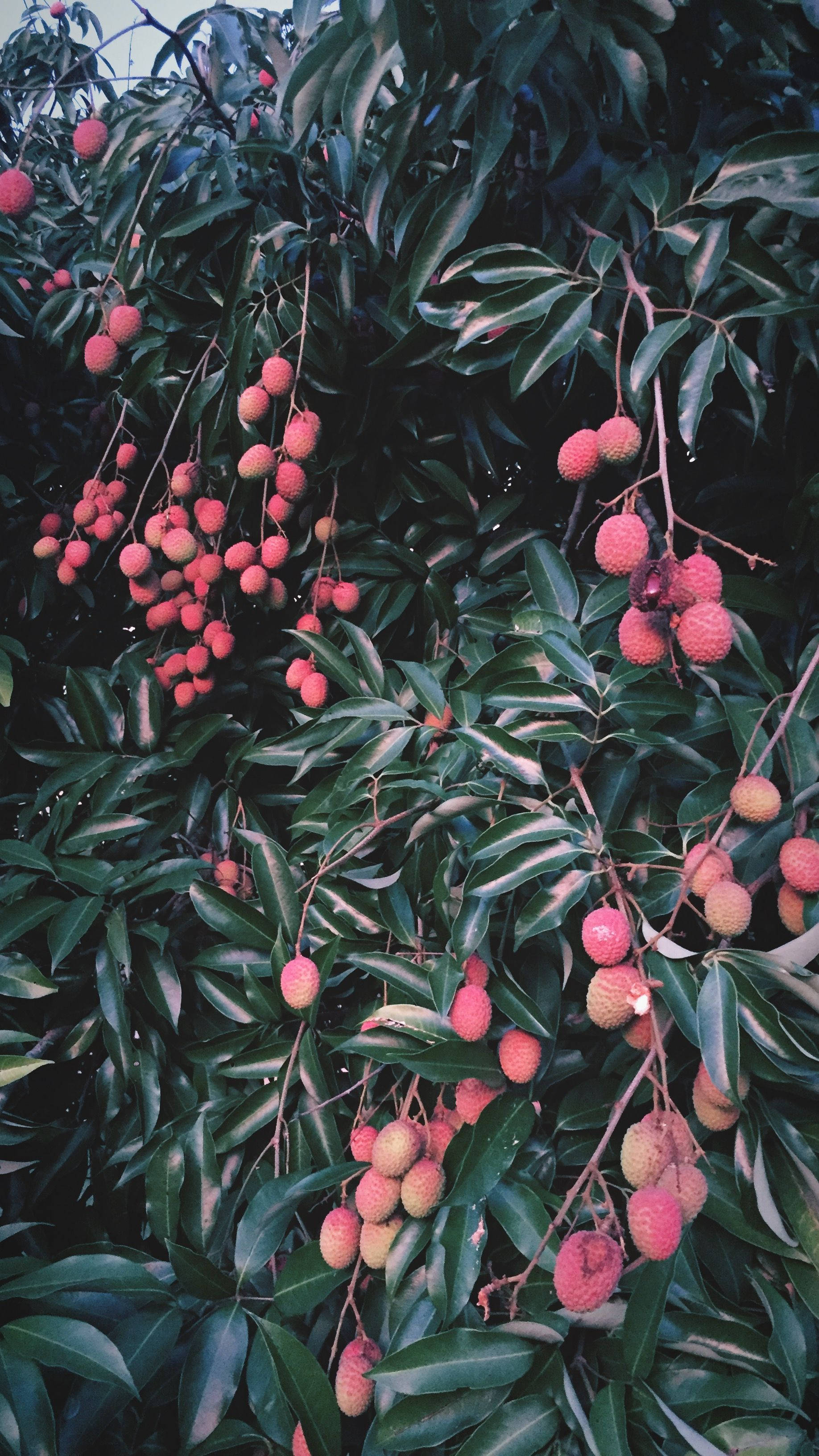 VSCO, lychee fruits, pink lychees, 2K Phone Wallpaper