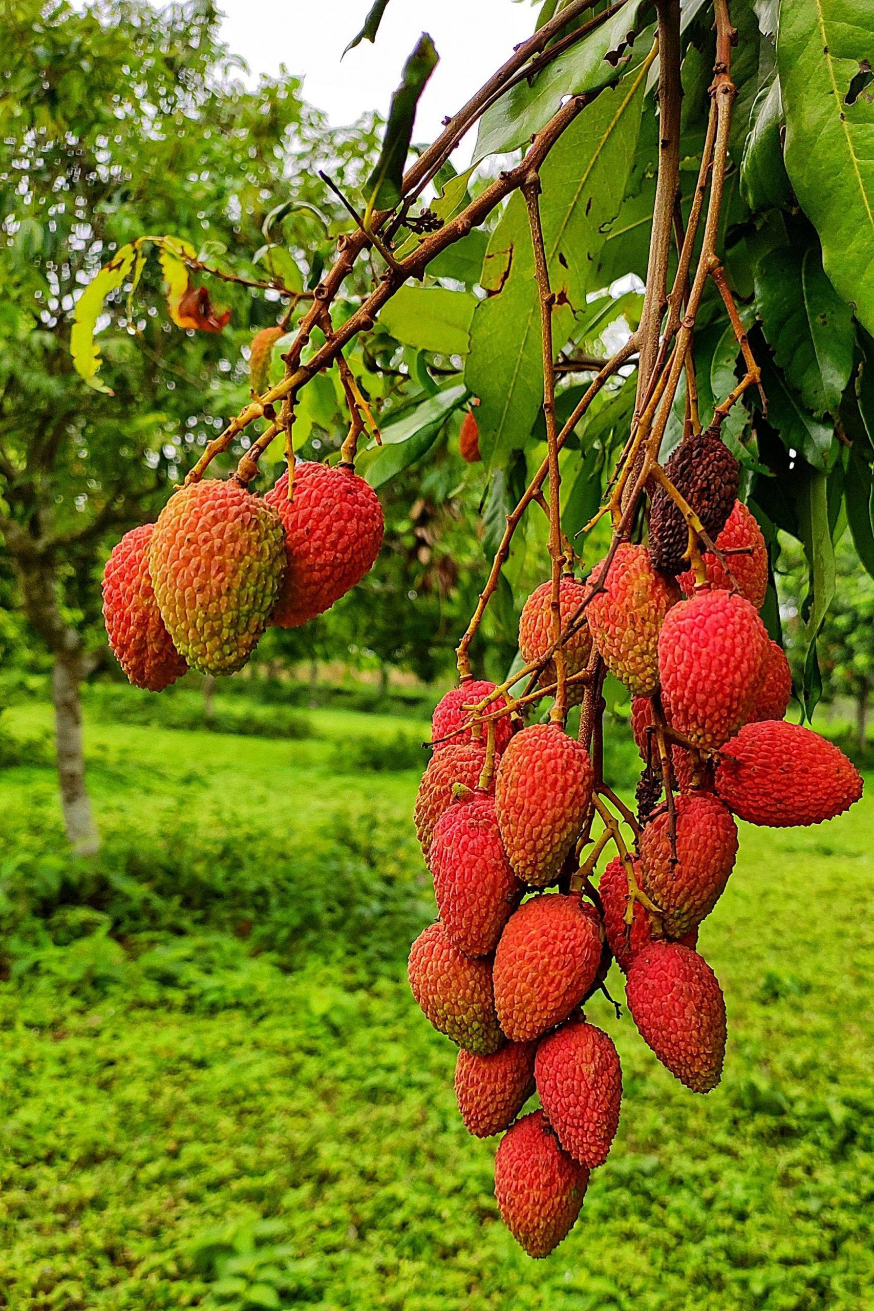 red oval shaped lychee fruits, lychees, tree branch, 2K Phone Wallpaper