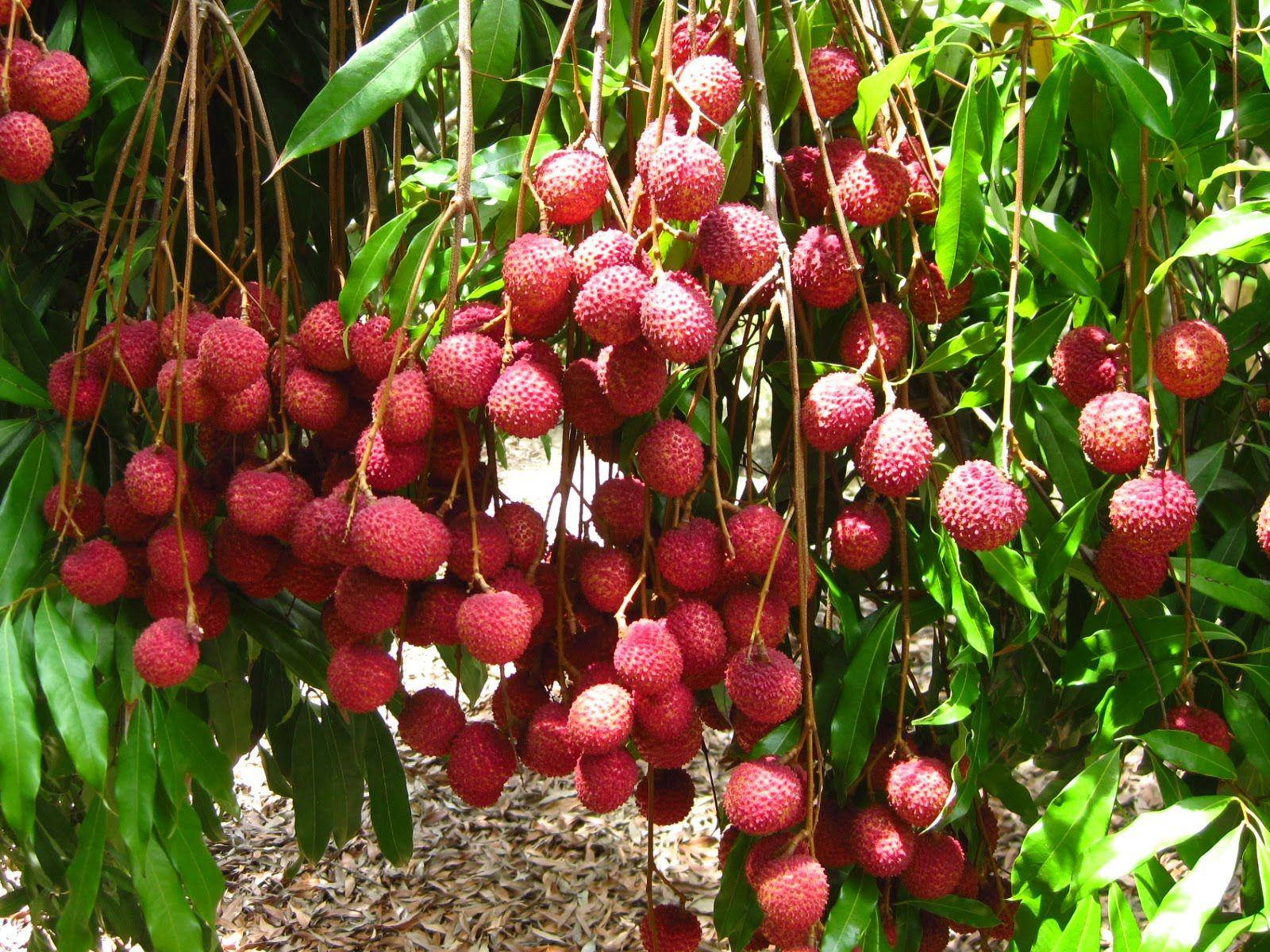 lychee fruits, tree, ripe red lychees, HD Desktop Wallpaper