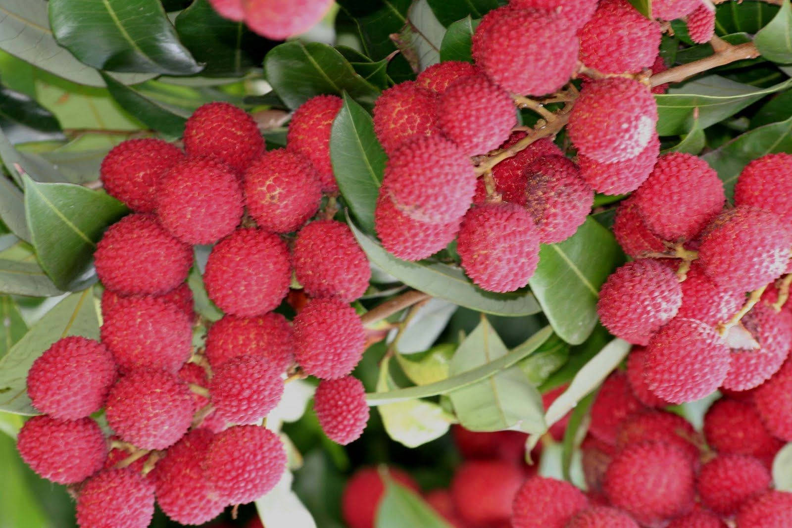 pink red lychee fruits, juicy red lychees, glossy green leaves, HD Desktop Wallpaper