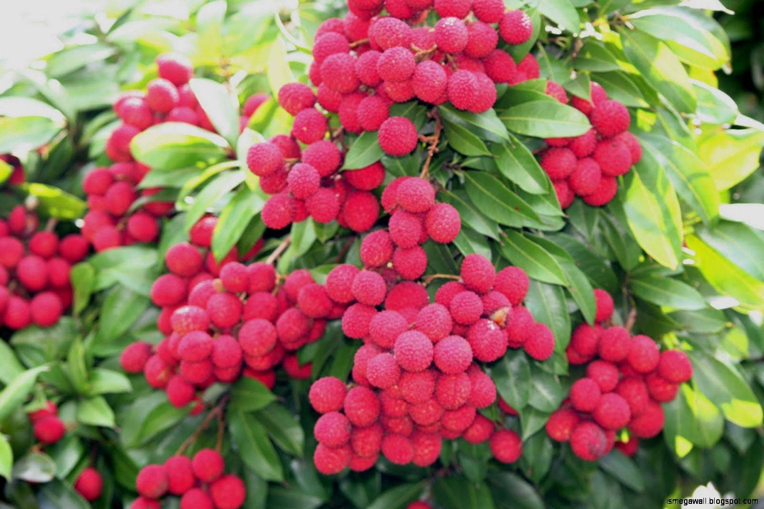 pink red tropical lychee fruits, vibrant red lychees, lush green leaves, HD Desktop Wallpaper