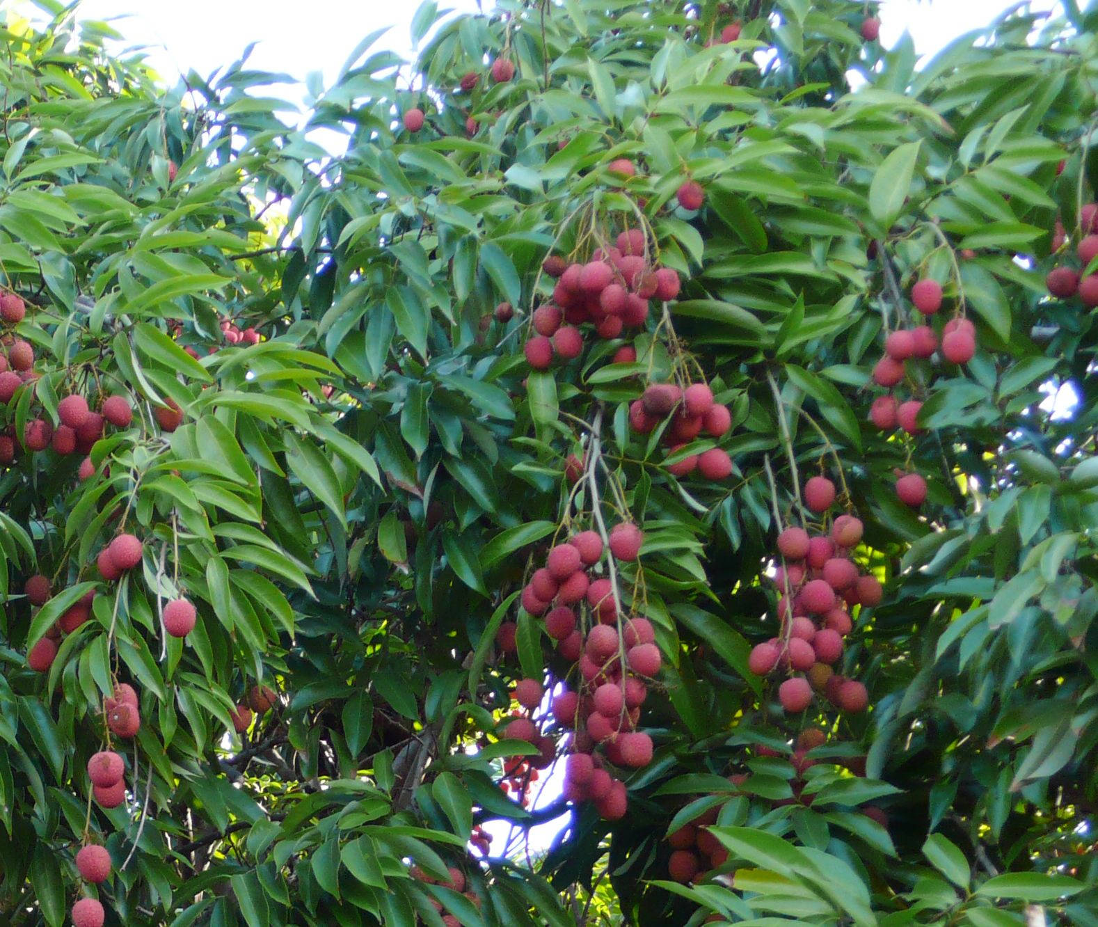 red lychee fruits, tree branch, lush green leaves, HD Desktop Wallpaper
