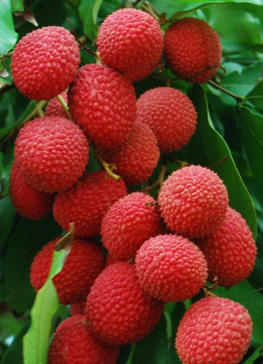 red lychee fruits, bumpy skin, lush green leaves, SD Phone Wallpaper