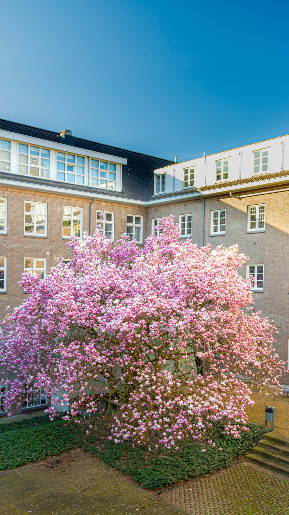 Maastricht, blooming magnolia tree, courtyard, Full HD Phone Wallpaper
