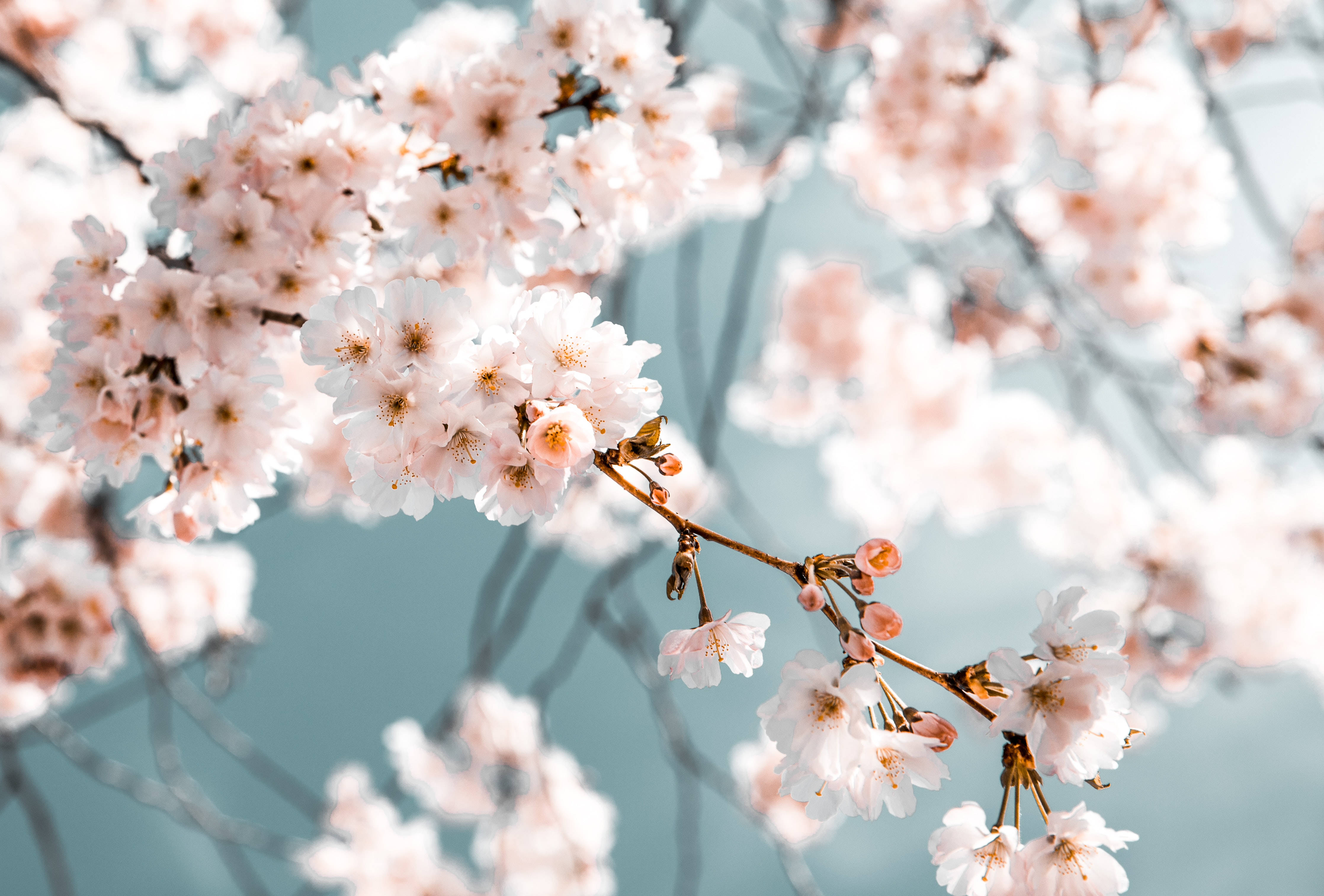 Cherry Blossoms, Mac 4K, pink, 4K Desktop Wallpaper