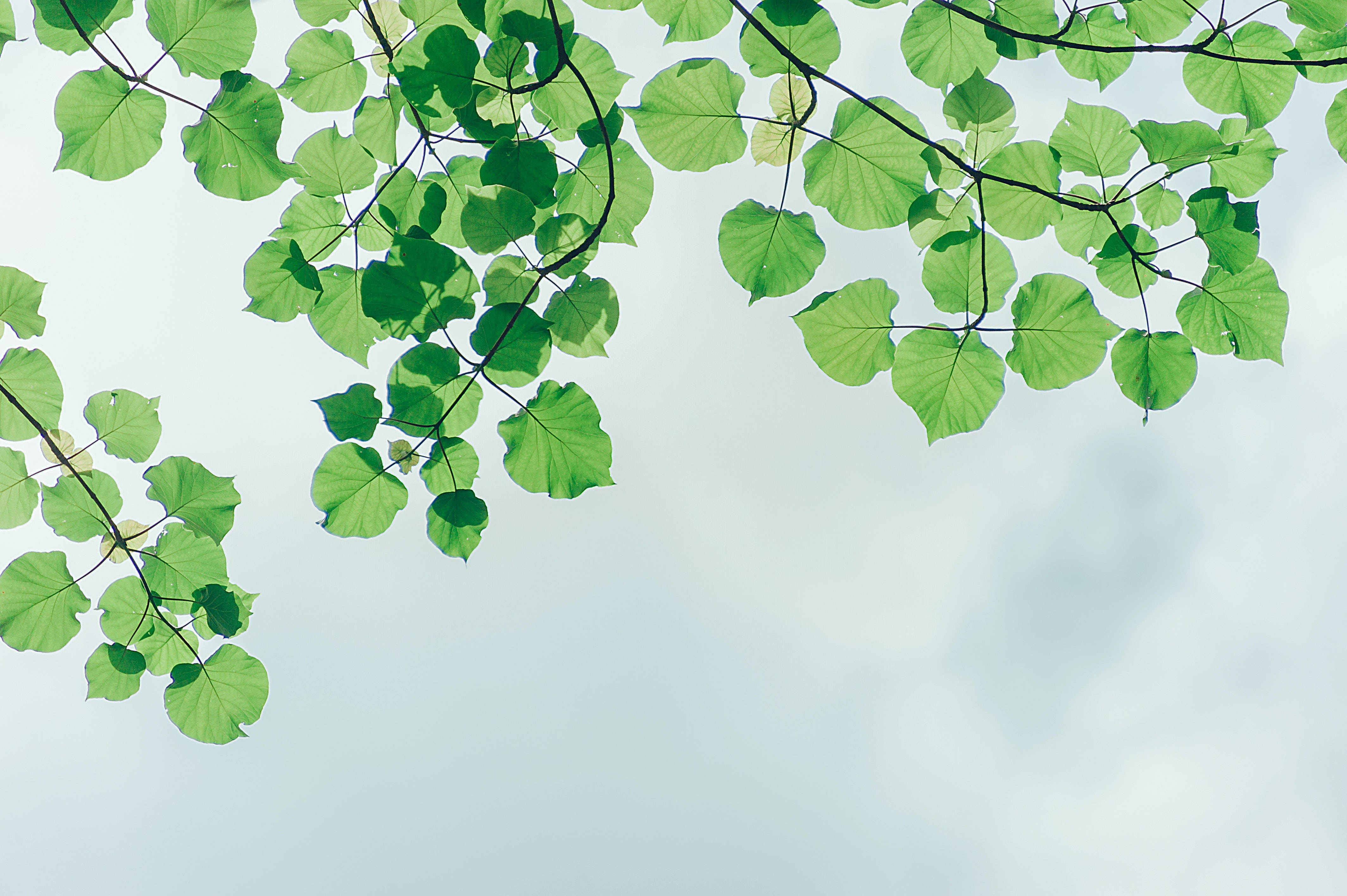 Overhead Leaves, Mac 4K, vibrant green leaves, 4K Desktop Wallpaper