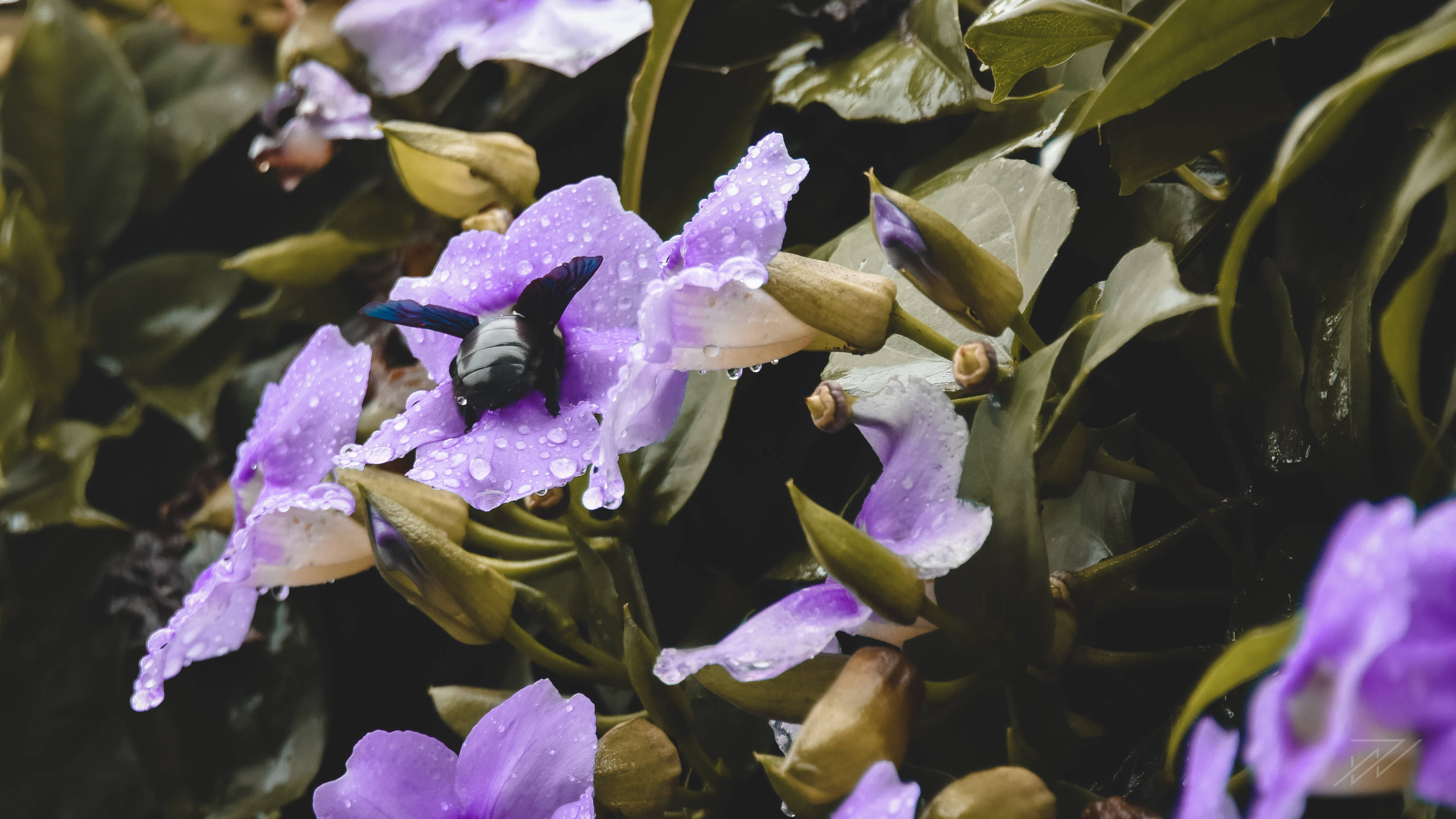 black beetle, purple flower, raindrops, 4K Desktop Wallpaper