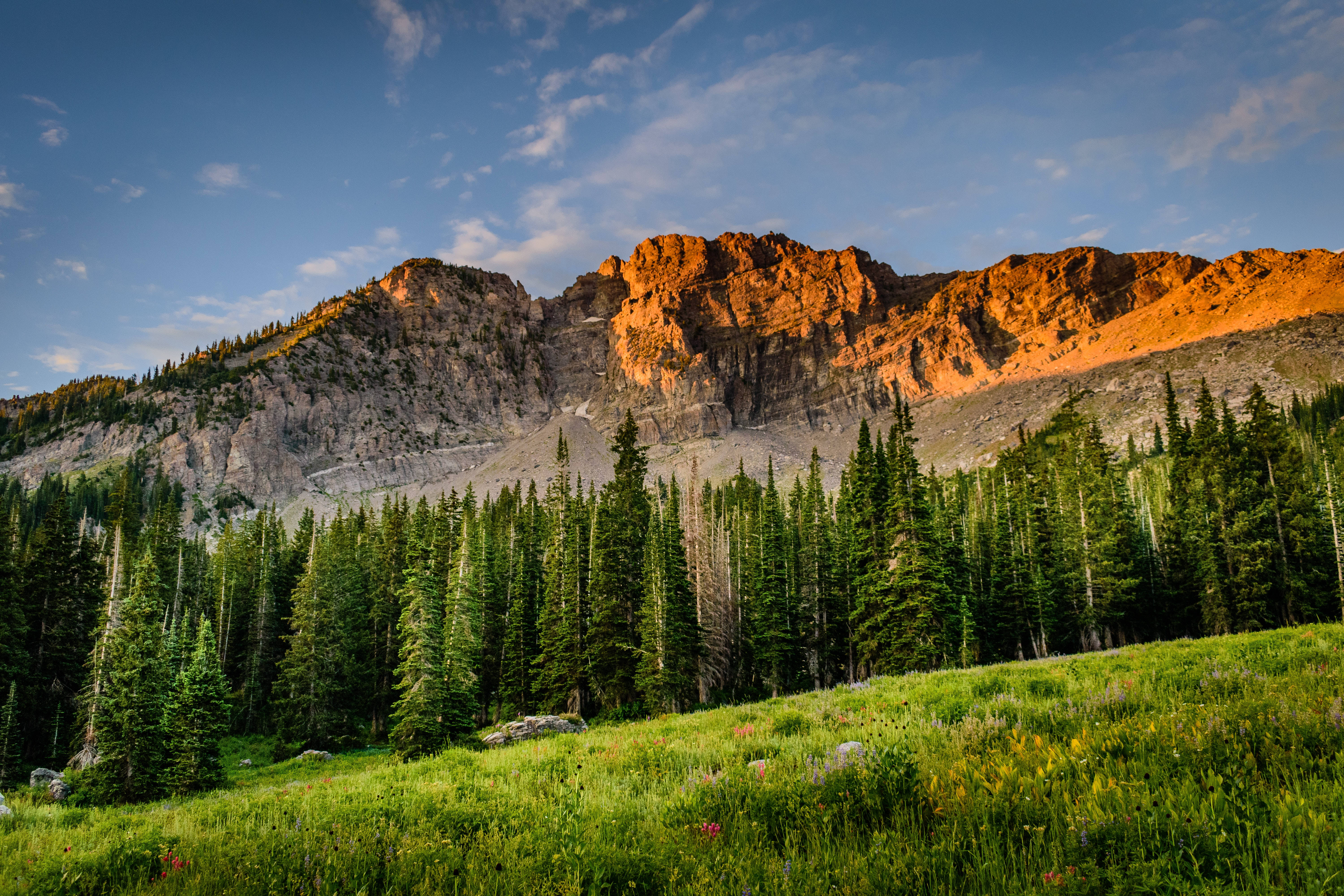 Pine Trees, Mountains, Sunset, 5K Desktop Wallpaper