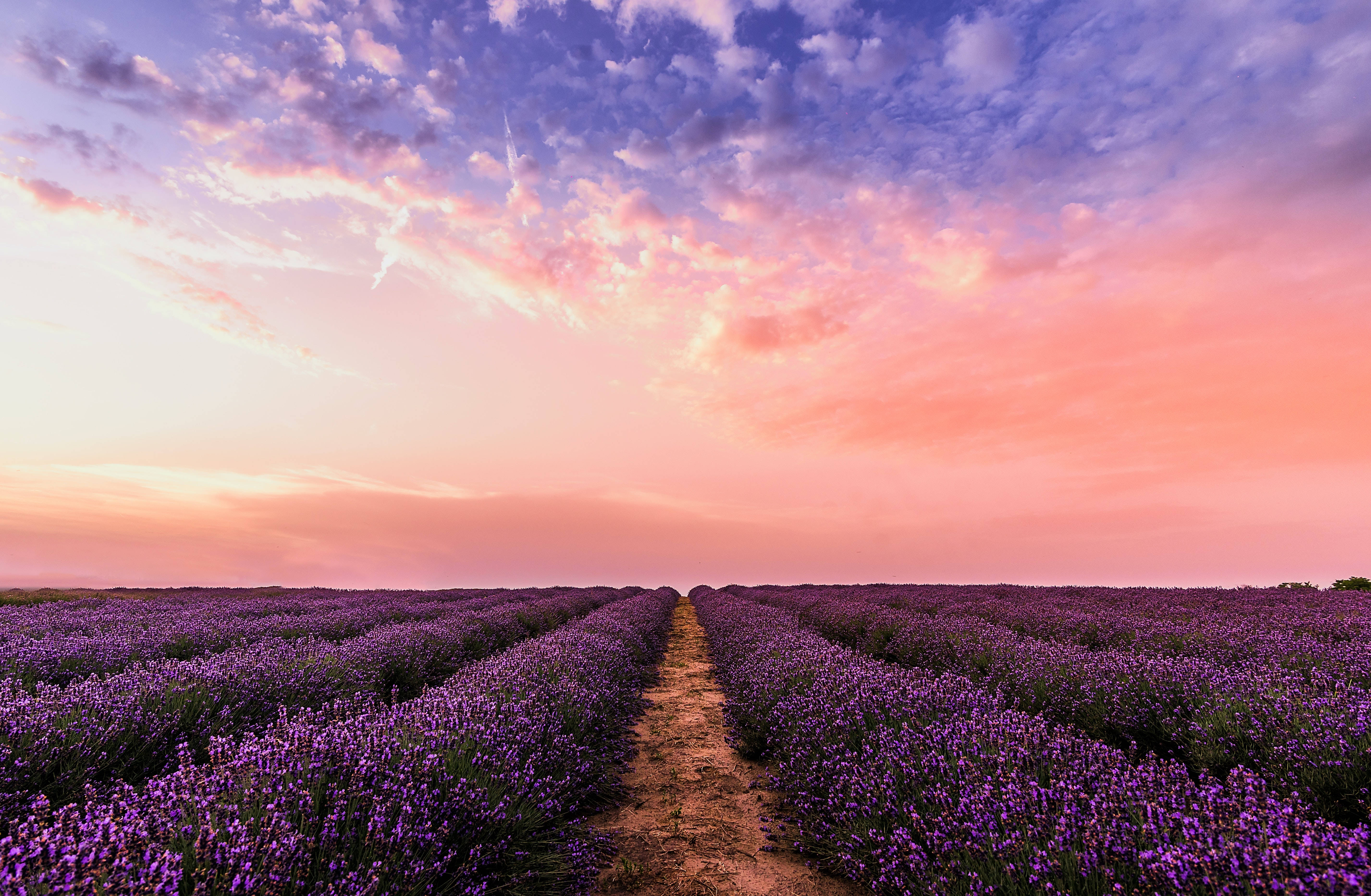 lavender flowers, purple lavender, vibrant pink and blue sunset sky, 5K Desktop Wallpaper