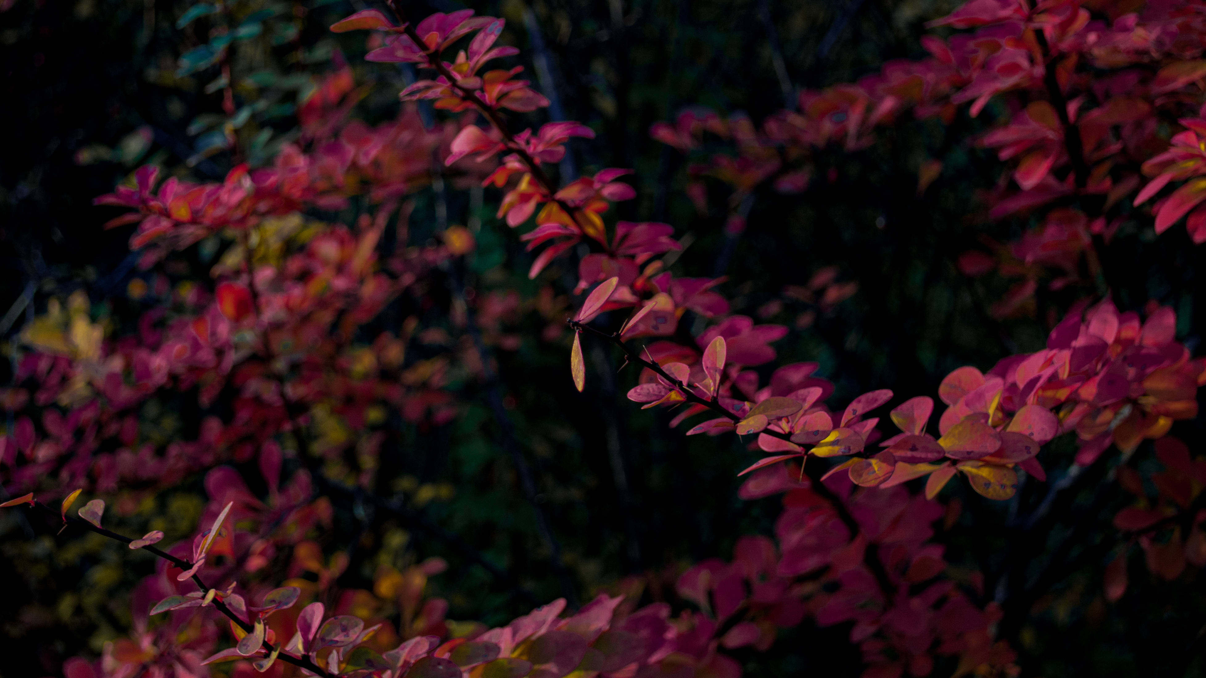 Purple Red Leaves, Mac 4K, magenta, 4K Desktop Wallpaper