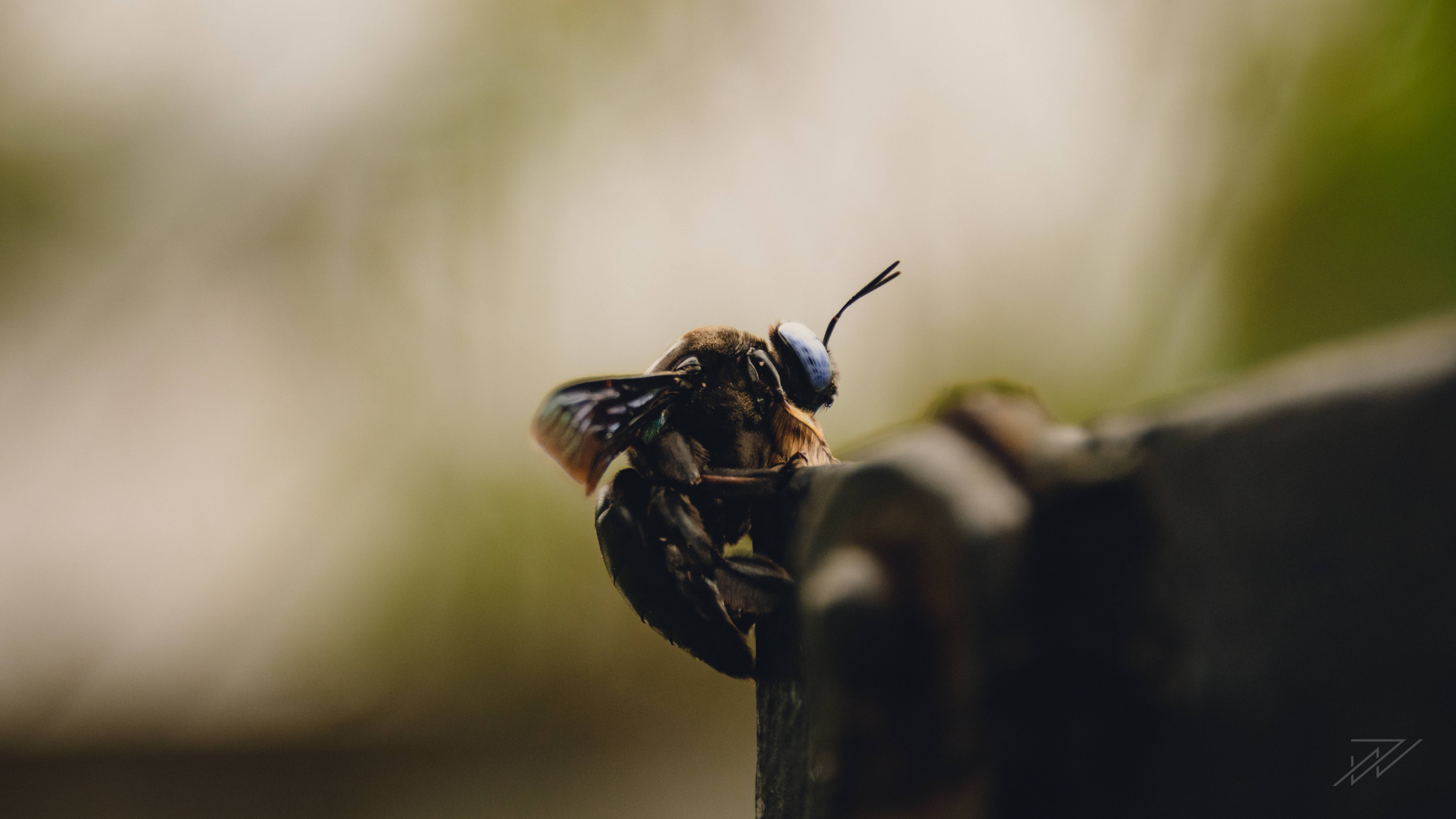 Bee HD Mac 4K, dark bee, iridescent blue eyes, 5K Desktop Wallpaper