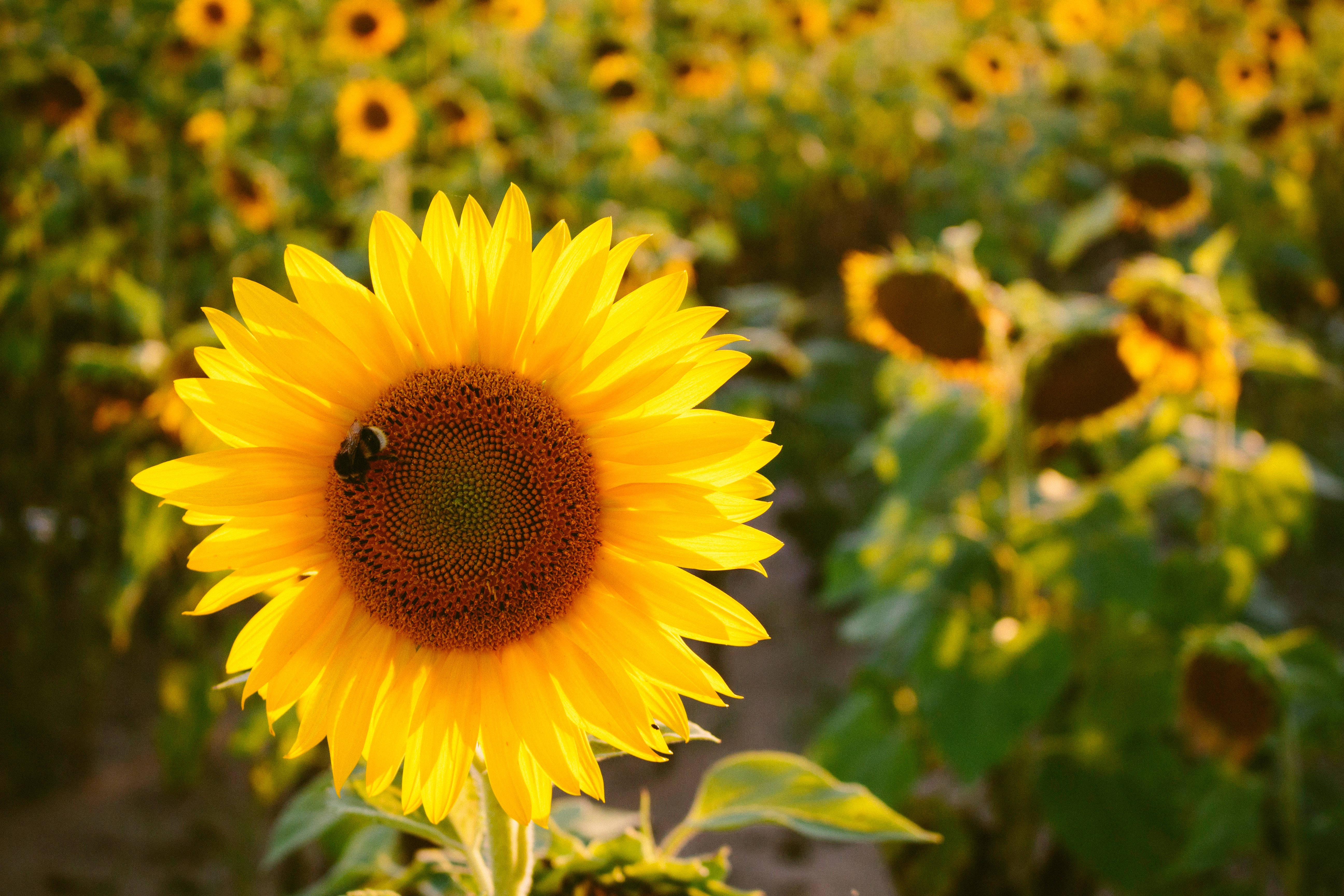 sunflower, bee, golden sunlight, 5K Desktop Wallpaper