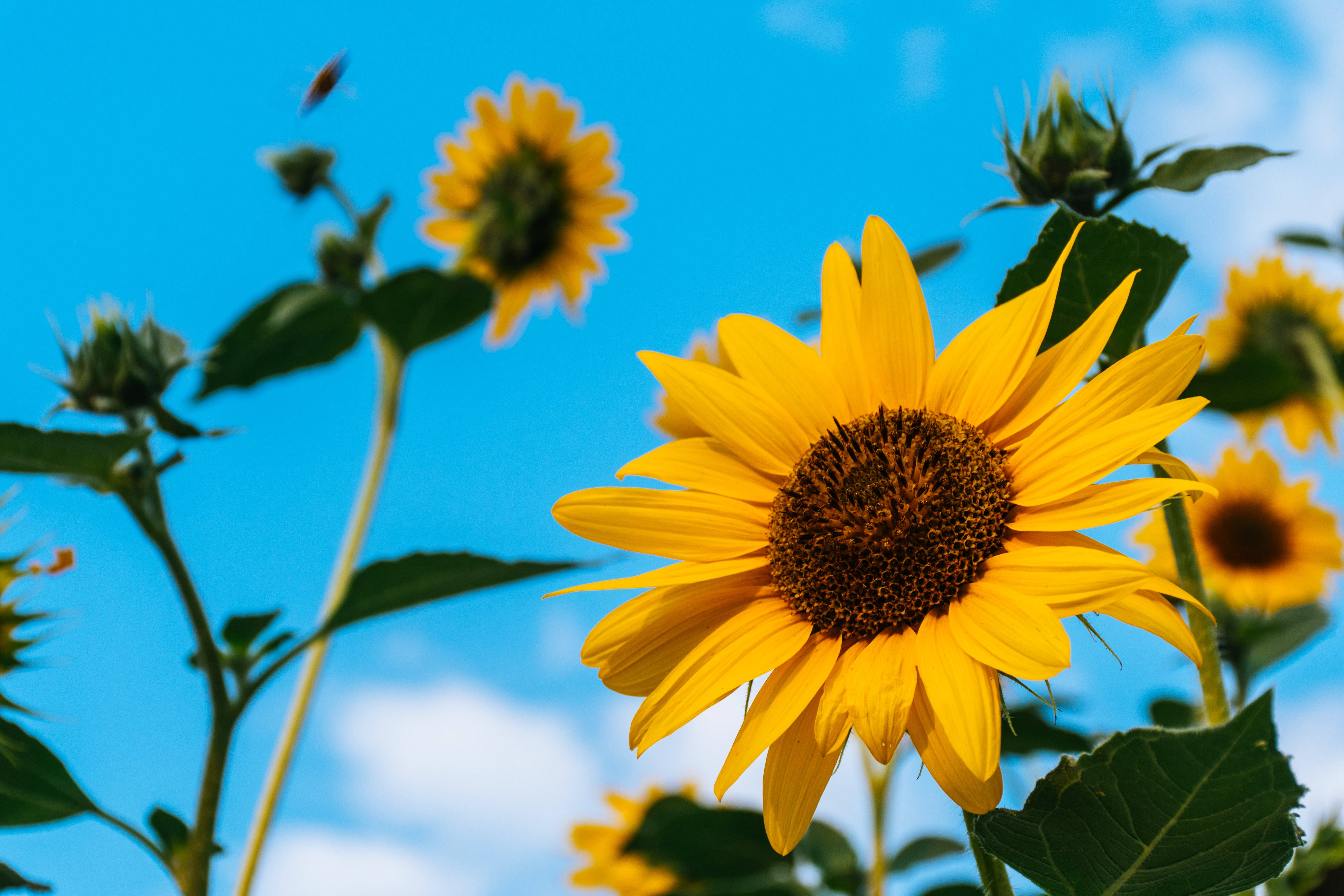 Tall Sunflowers, Mac 4K, sunflower, 5K Desktop Wallpaper