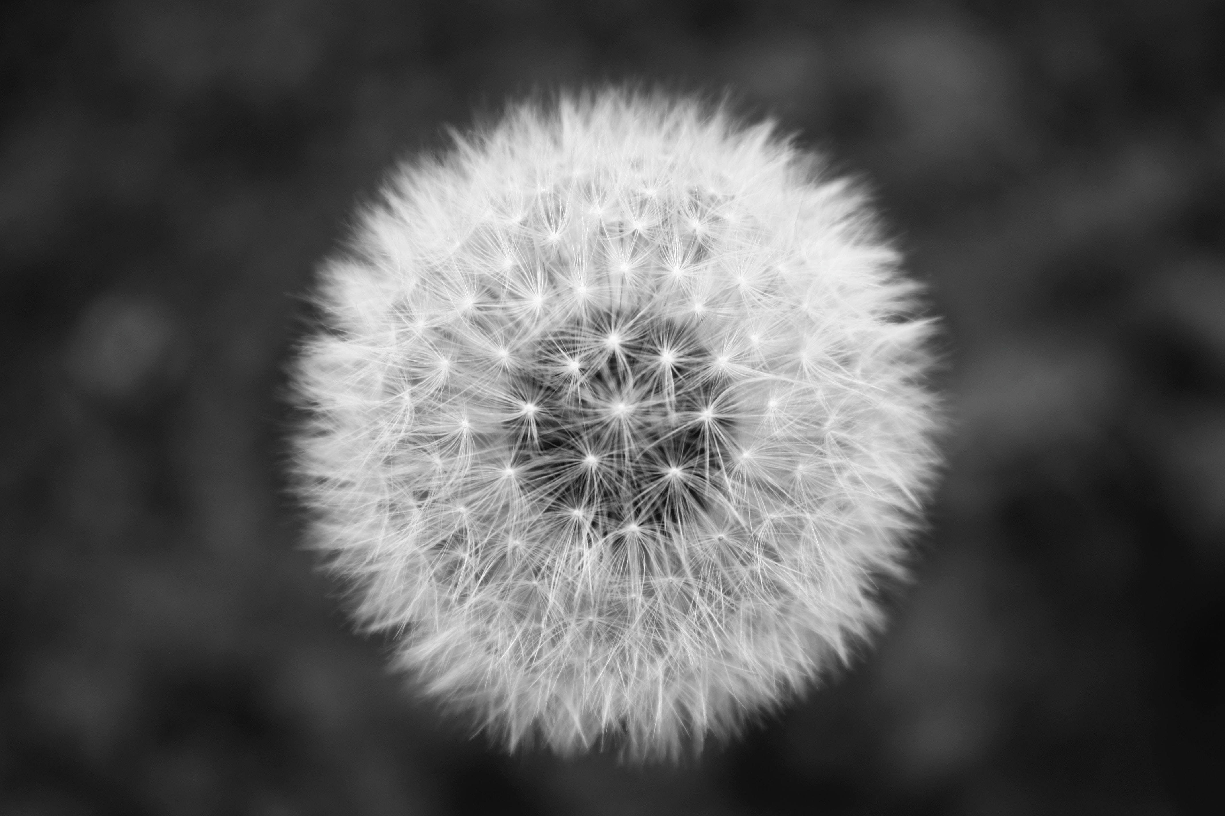 Monochrome Dandelion Mac 4K, dandelion seed head, monochrome, 4K Desktop Wallpaper