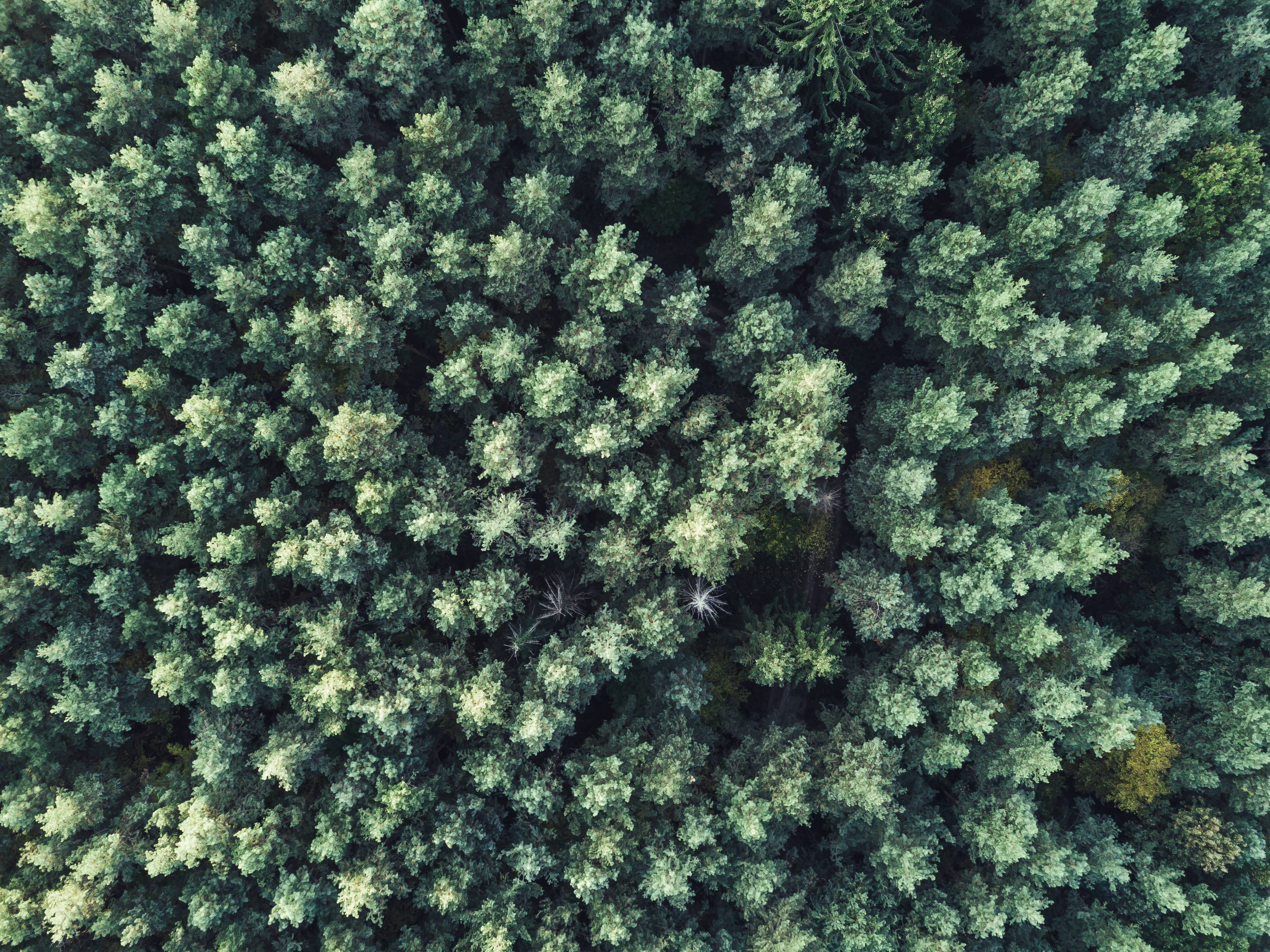 Green Forest Mac OS, aerial view, dense evergreen forest canopy, 4K Desktop Wallpaper